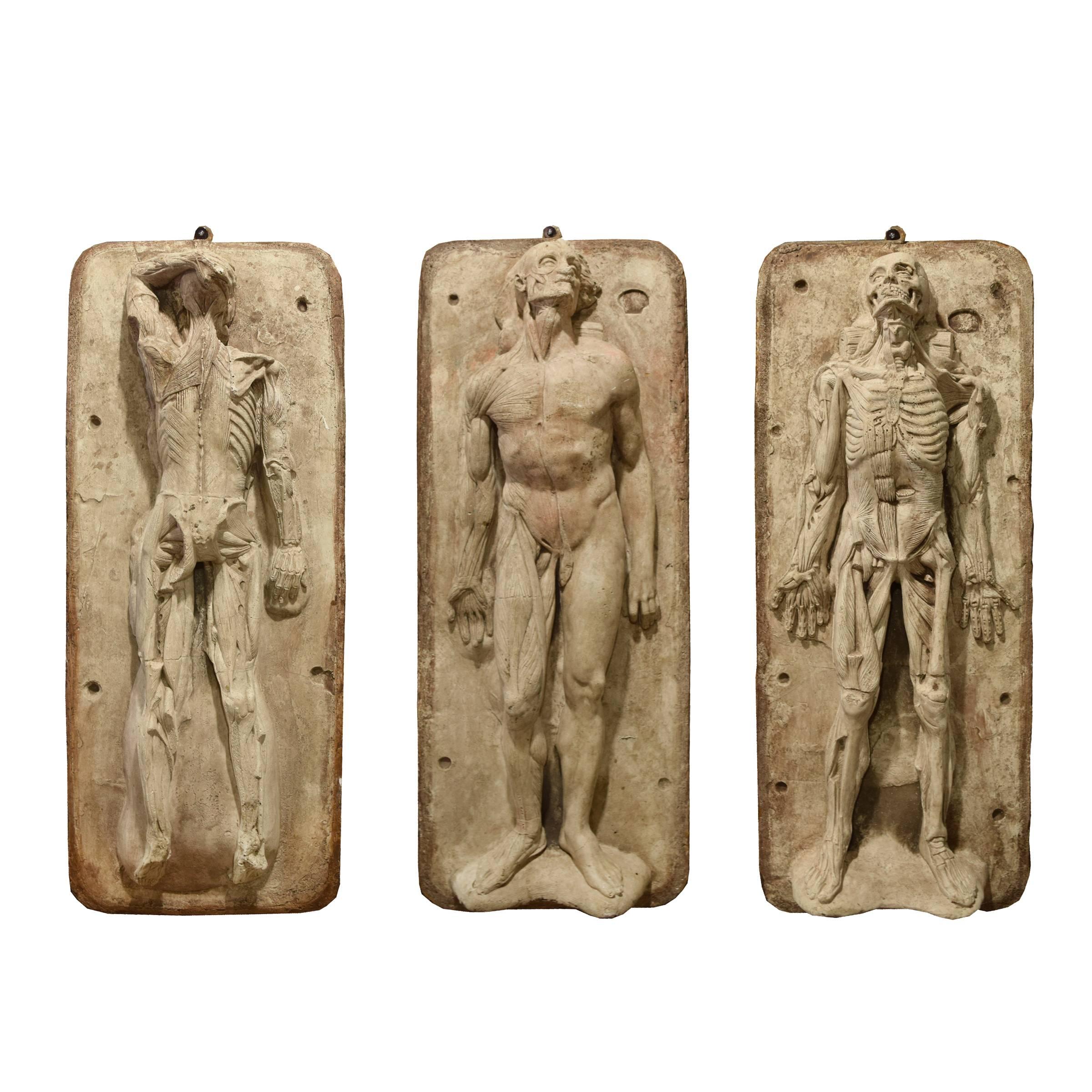 Set of Three 19th Century French Anatomical Models