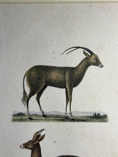 Set of Three 19th-Century French Hand-Colored Natural History Engravings