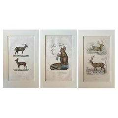 Set of Three 19th-Century French Hand-Colored Natural History Engravings