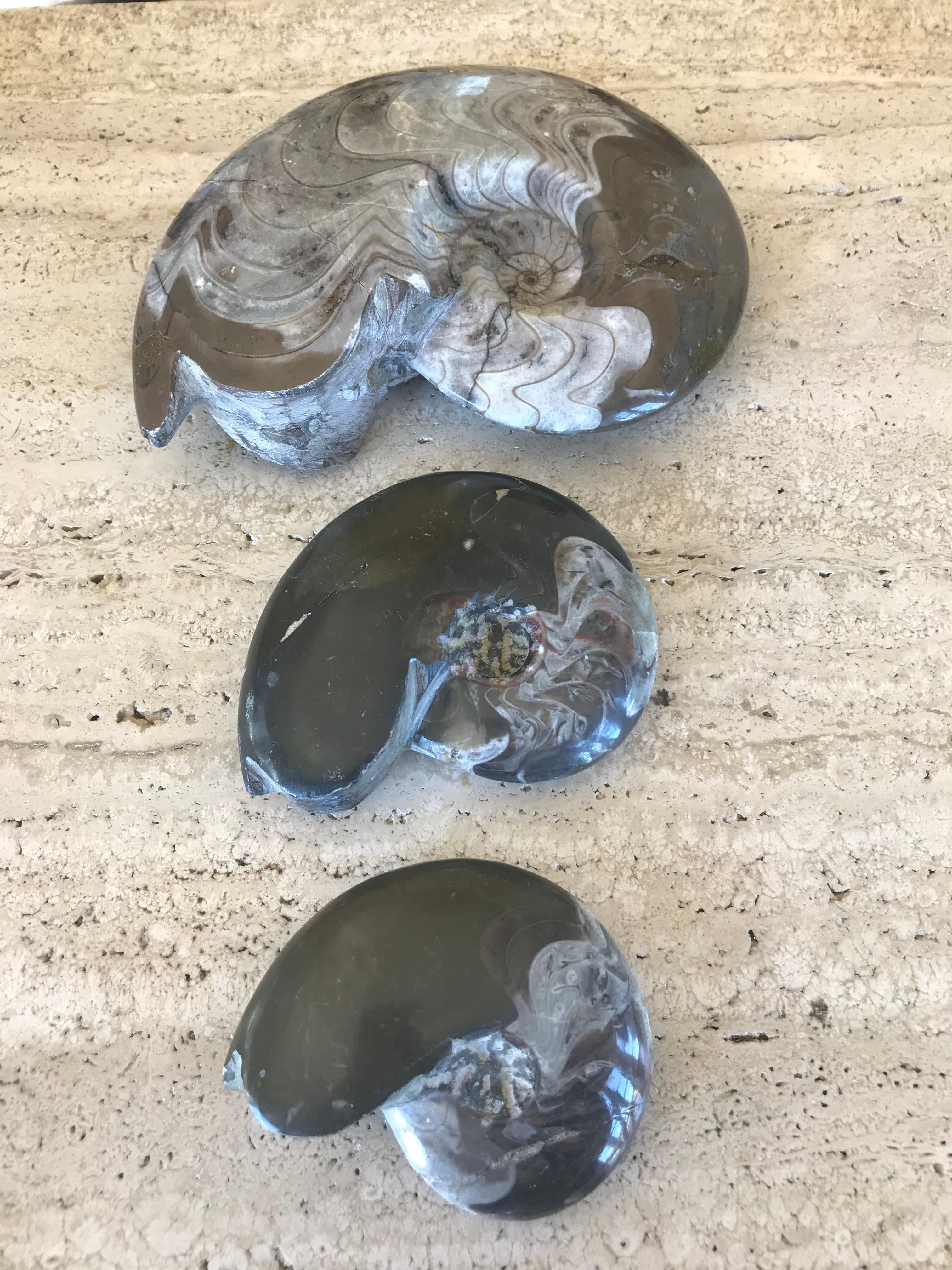 Two million year old ammonites of nautilus shells with beautiful coloring and incredible detailing.

Individual Sizing:
Large: 7.25