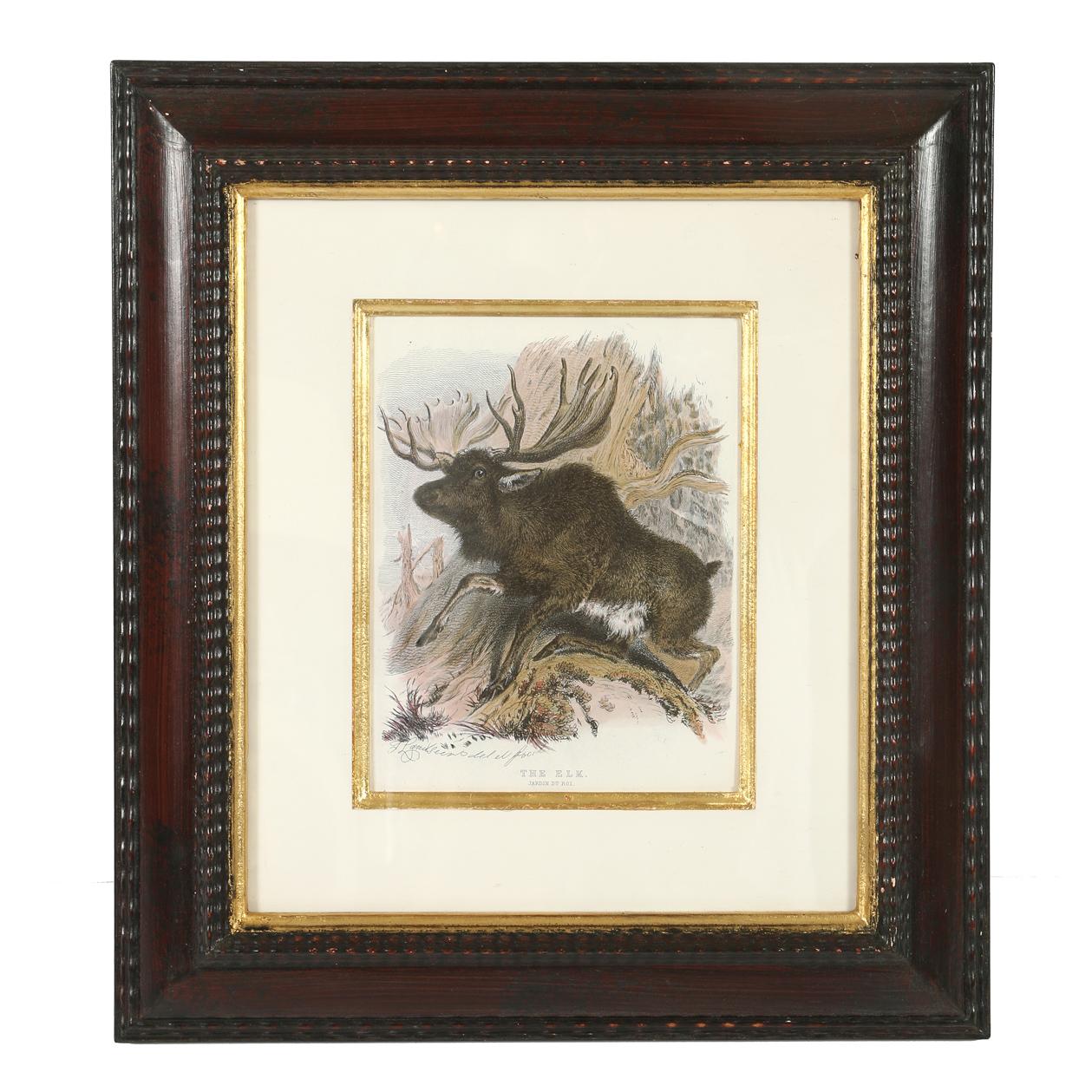 Set of three animal prints in mahogany frames - one elephant, one giraffe, one moose.