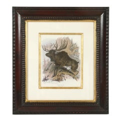 Set of Three Animal Prints in Mahogany Frames