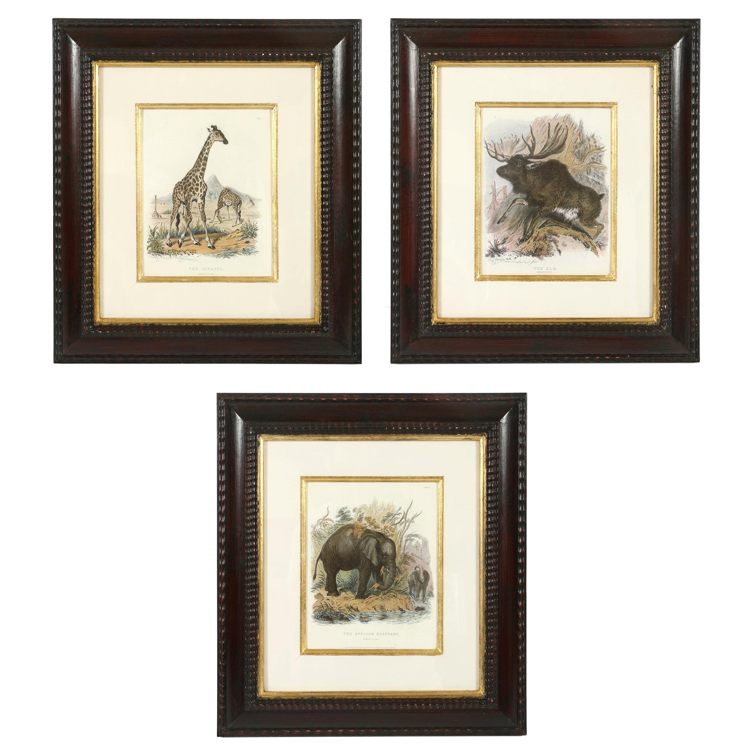 Set of Three Animal Prints in Mahogany Frames