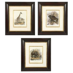 Set di tre stampe di animali in cornici di mogano