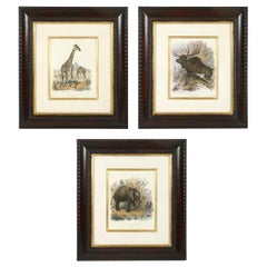 Vintage Set of Three Animal Prints in Mahogany Frames