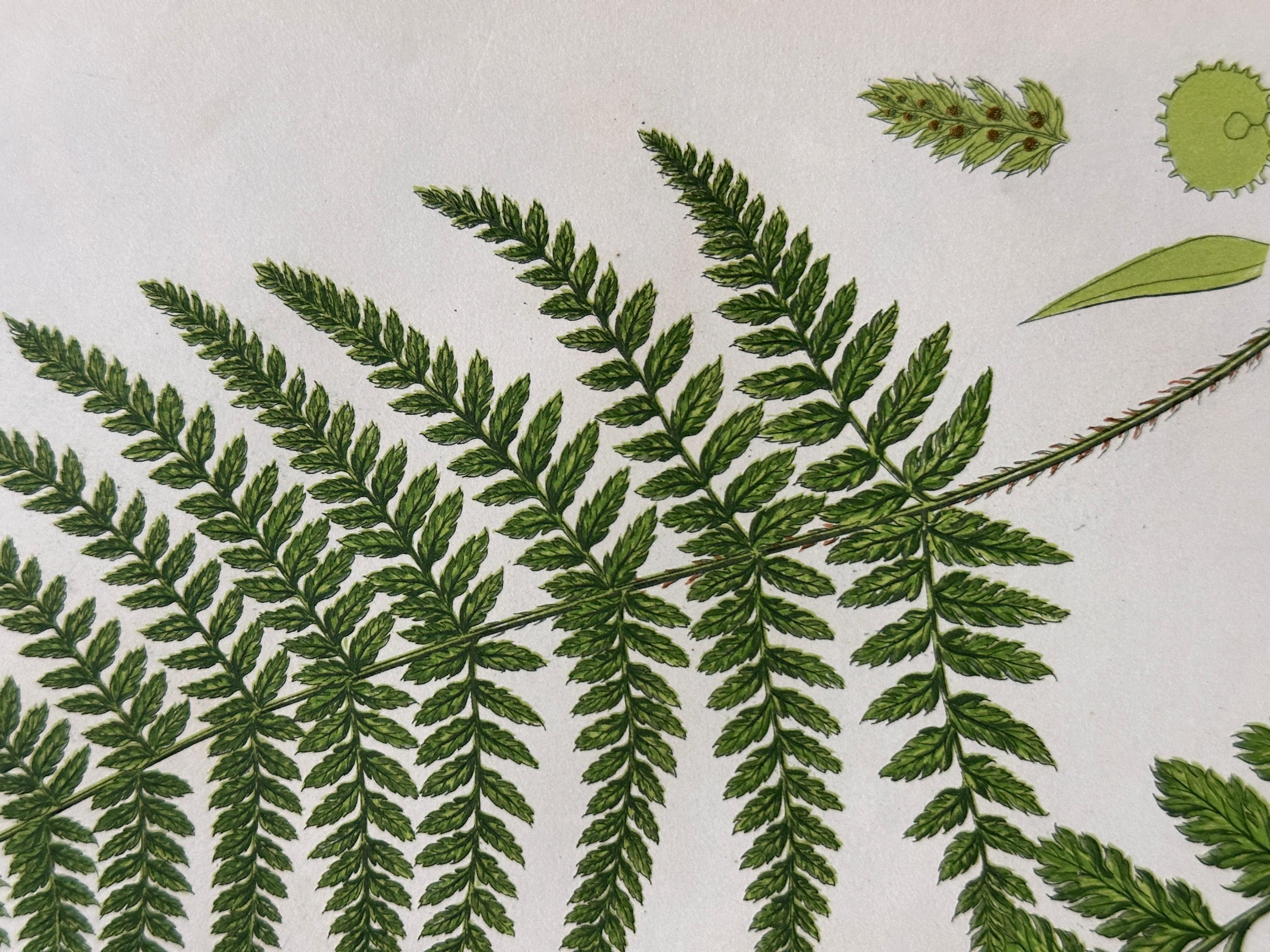 Set of  Three Antique Botanical Fern Prints by Anne Pratt, Hand-Colored, 1855 For Sale 4
