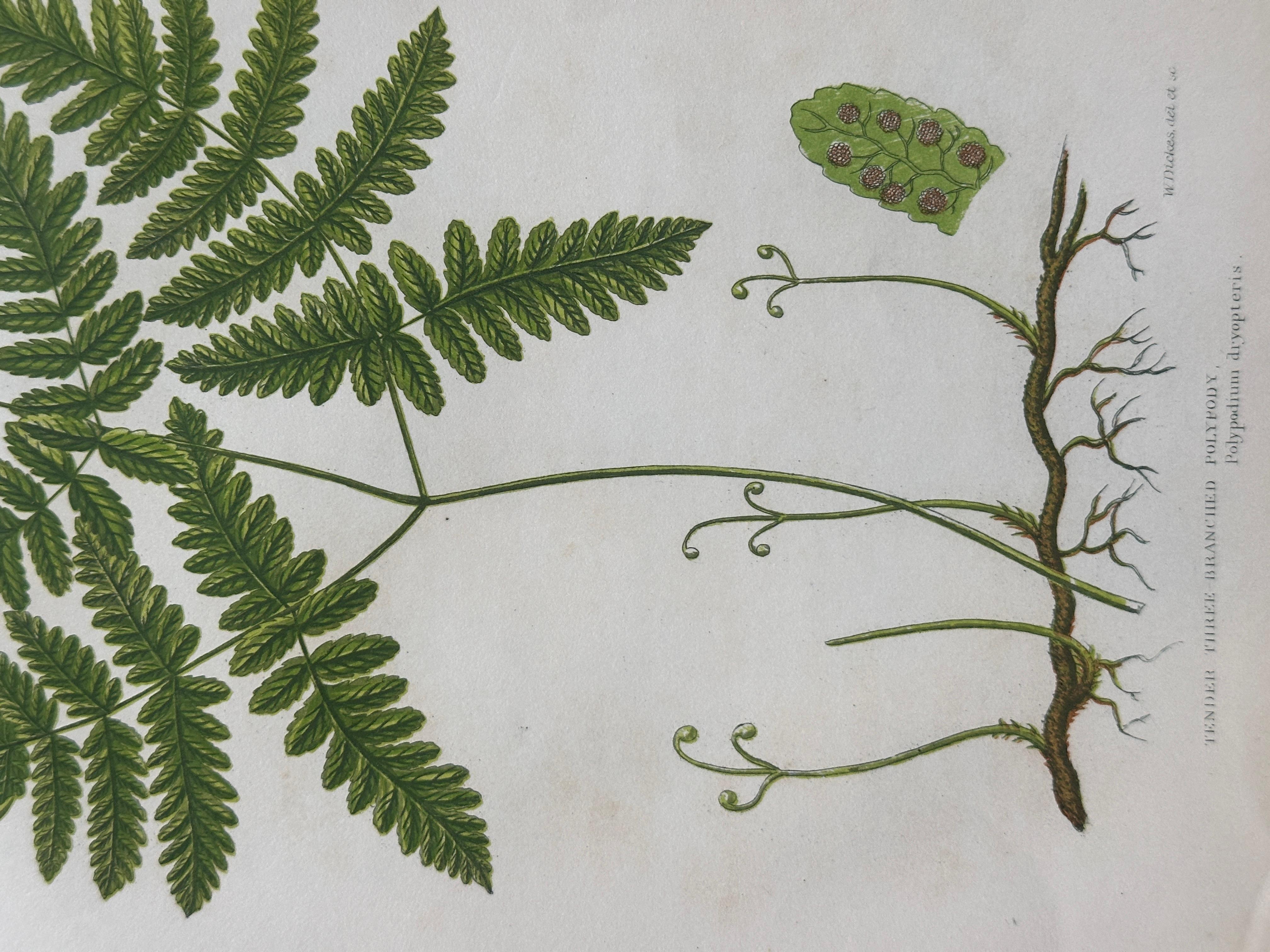 Set of  Three Antique Botanical Fern Prints by Anne Pratt, Hand-Colored, 1855 For Sale 4