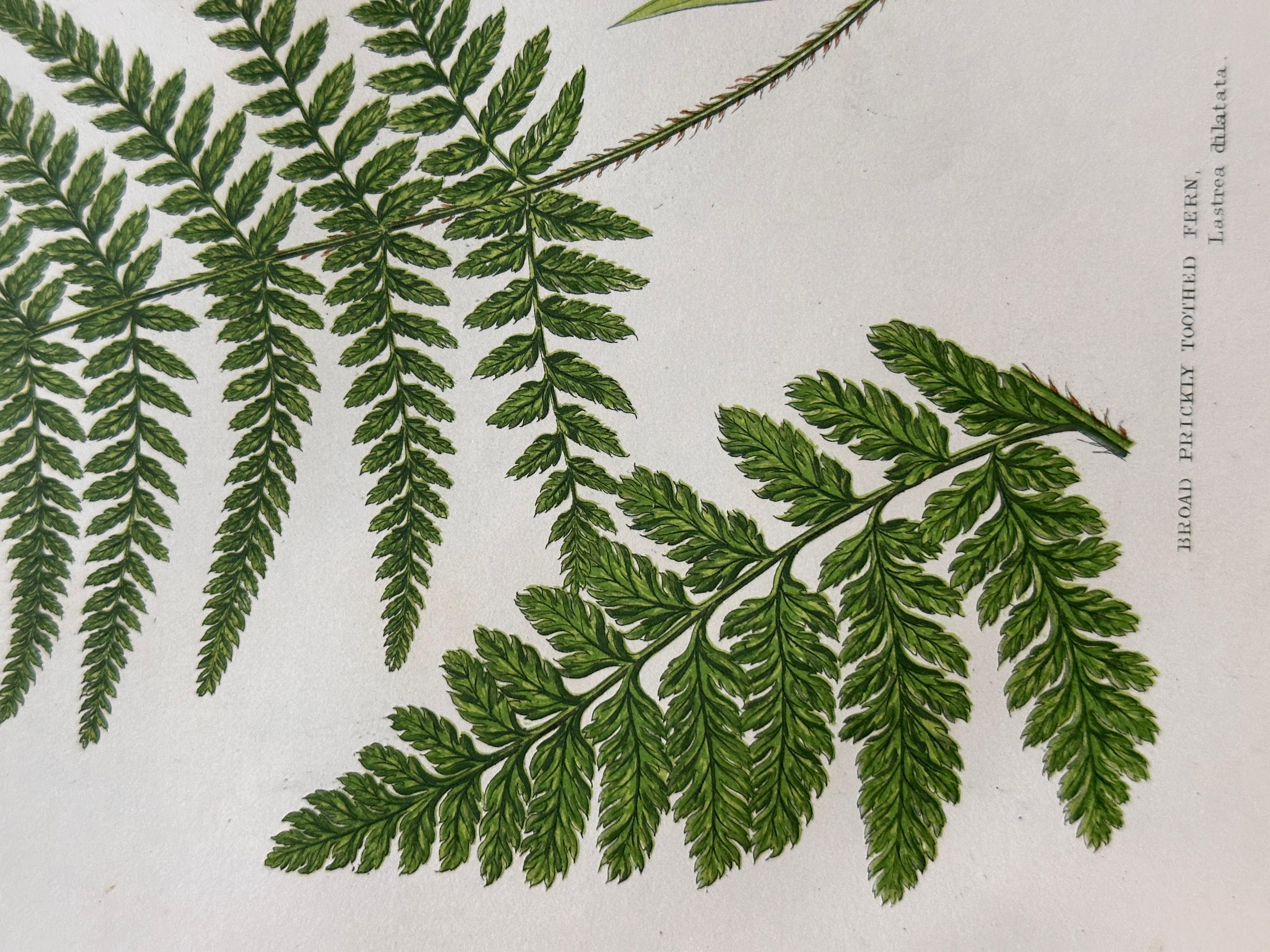 Set of  Three Antique Botanical Fern Prints by Anne Pratt, Hand-Colored, 1855 For Sale 5
