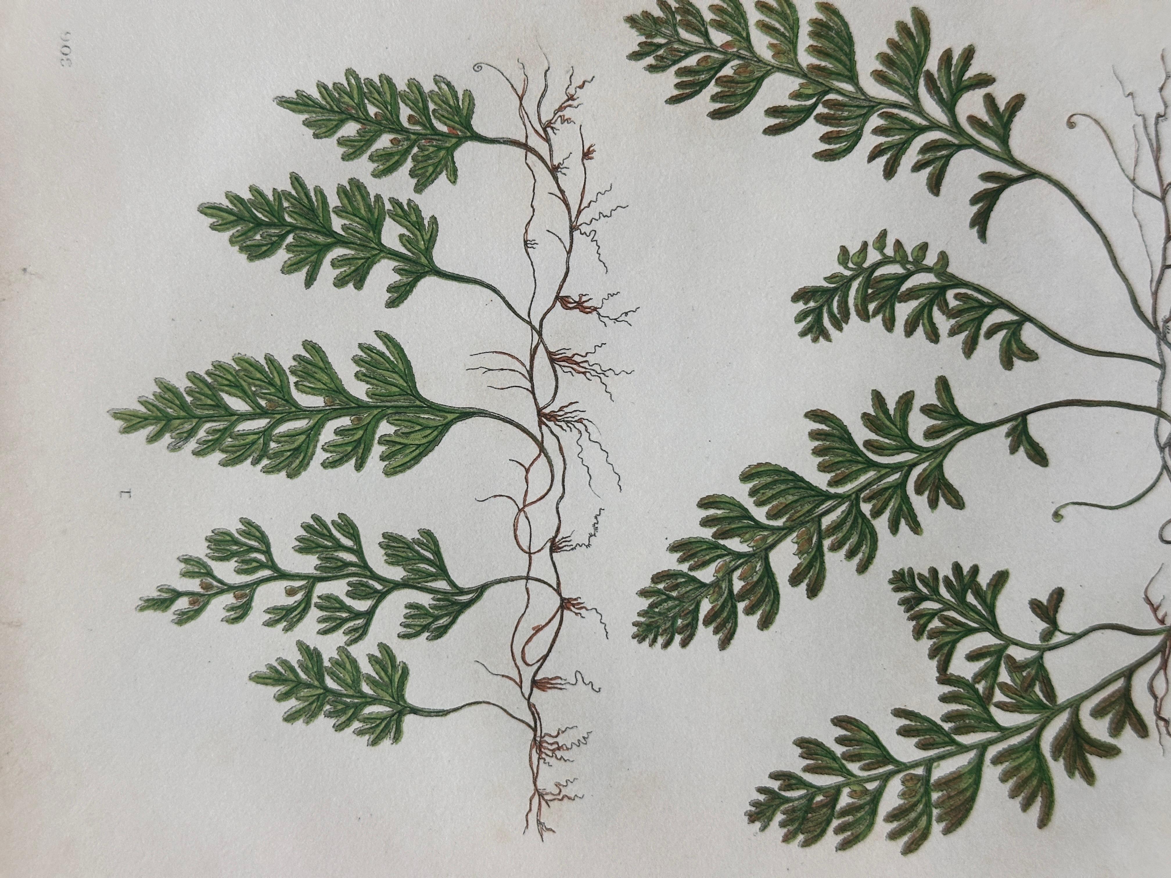 Set of  Three Antique Botanical Fern Prints by Anne Pratt, Hand-Colored, 1855 For Sale 5
