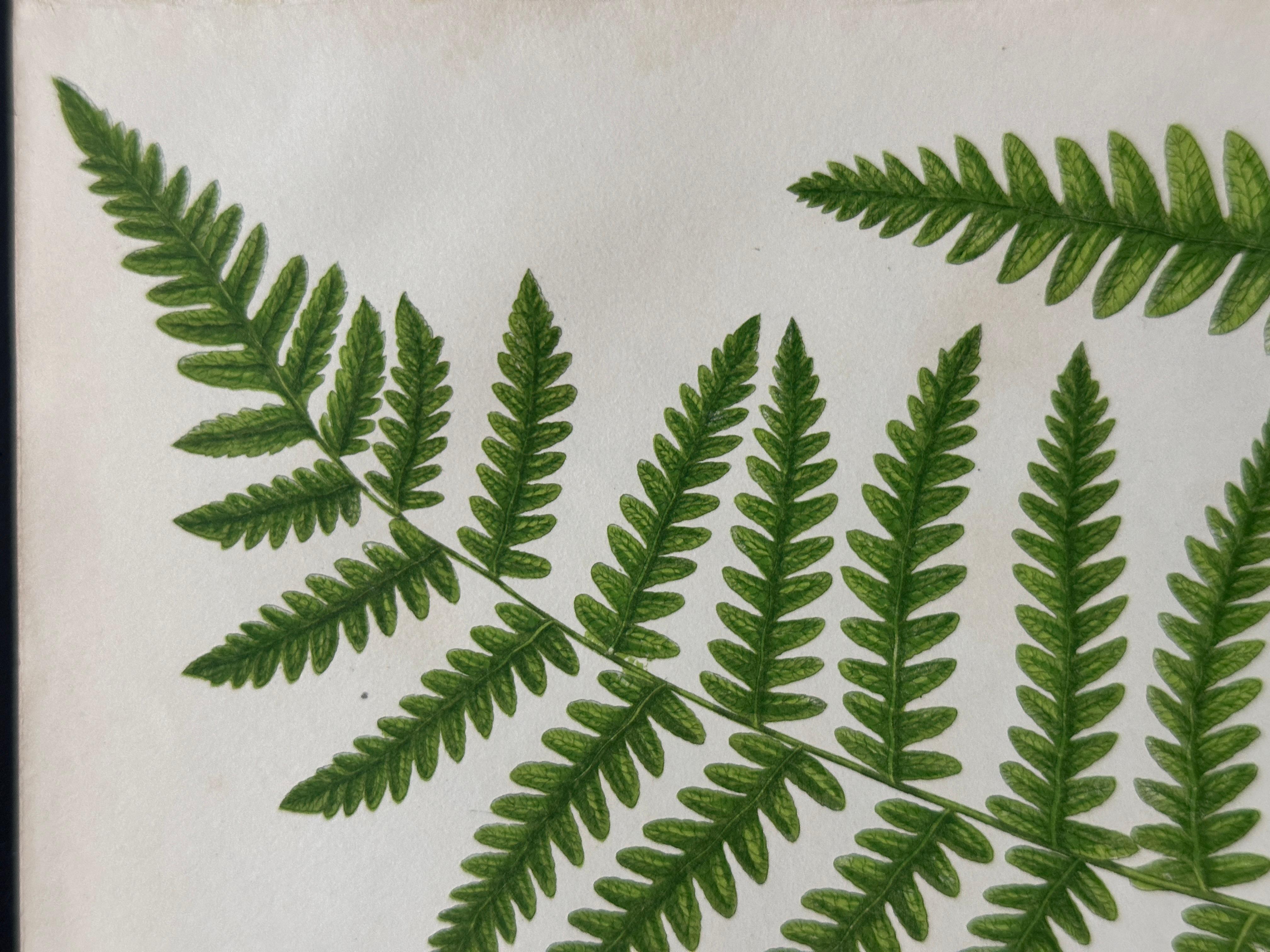 Set of  Three Antique Botanical Fern Prints by Anne Pratt, Hand-Colored, 1855 For Sale 6