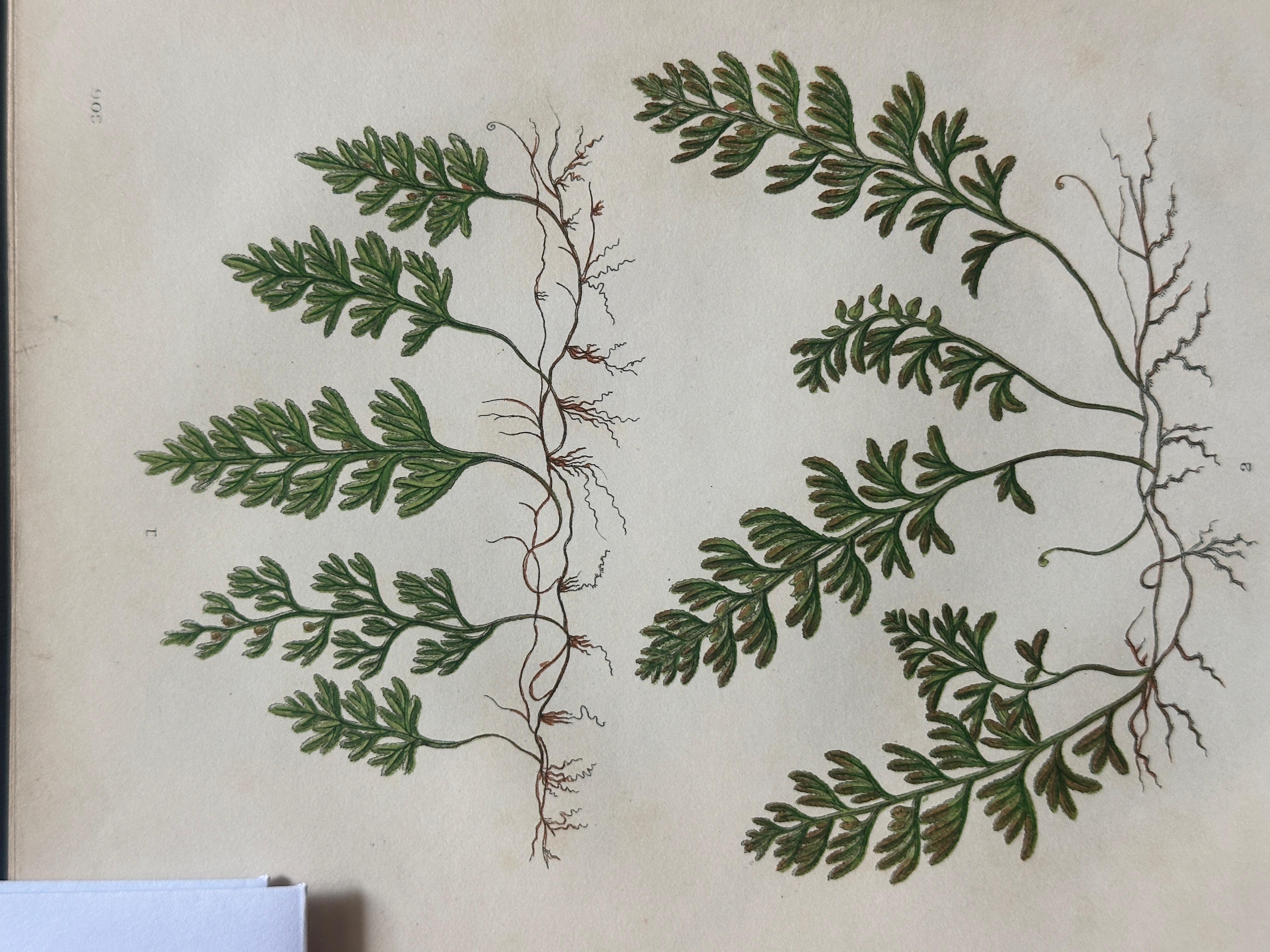 Set of  Three Antique Botanical Fern Prints by Anne Pratt, Hand-Colored, 1855 For Sale 6