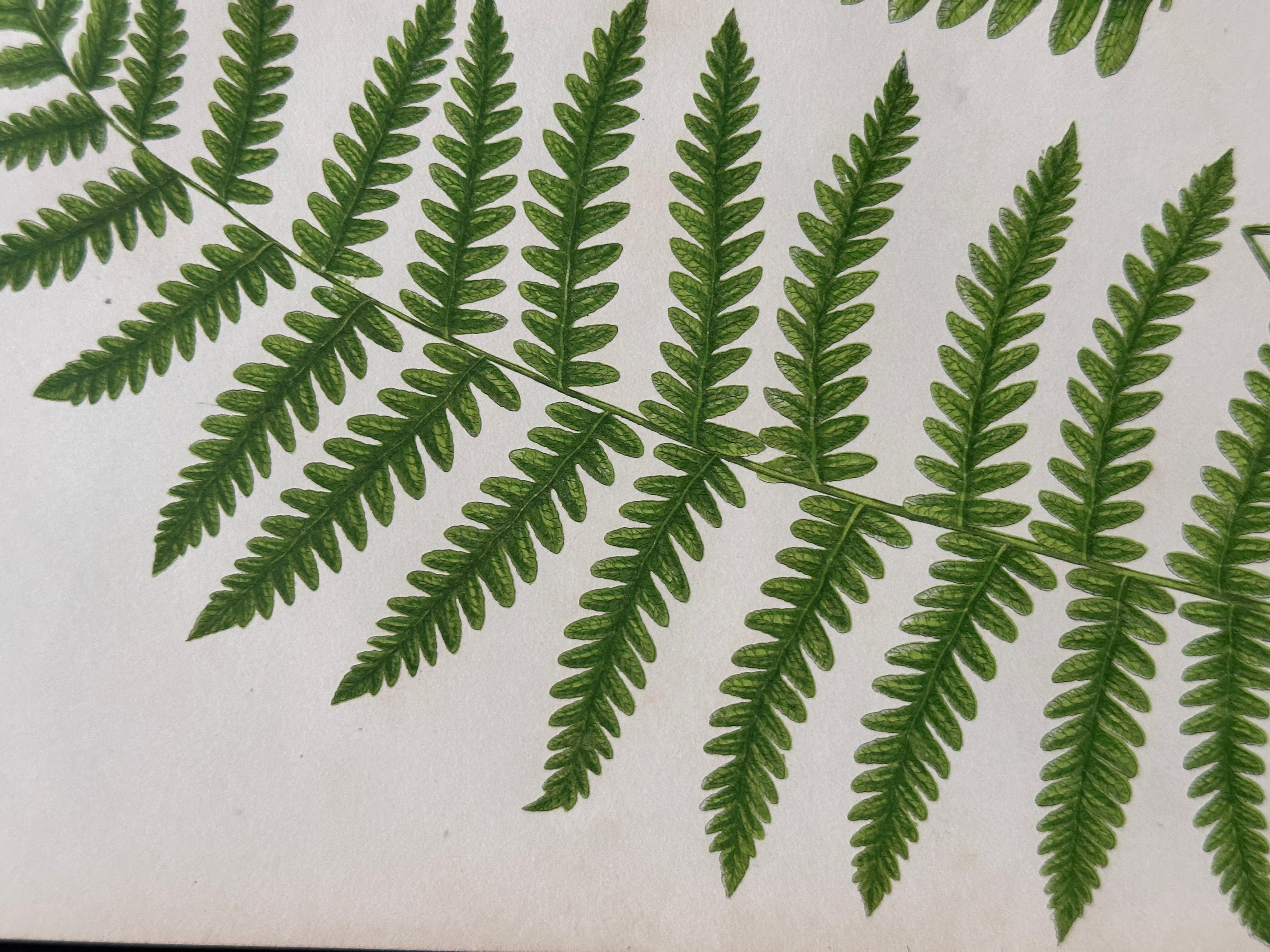 Set of  Three Antique Botanical Fern Prints by Anne Pratt, Hand-Colored, 1855 For Sale 7