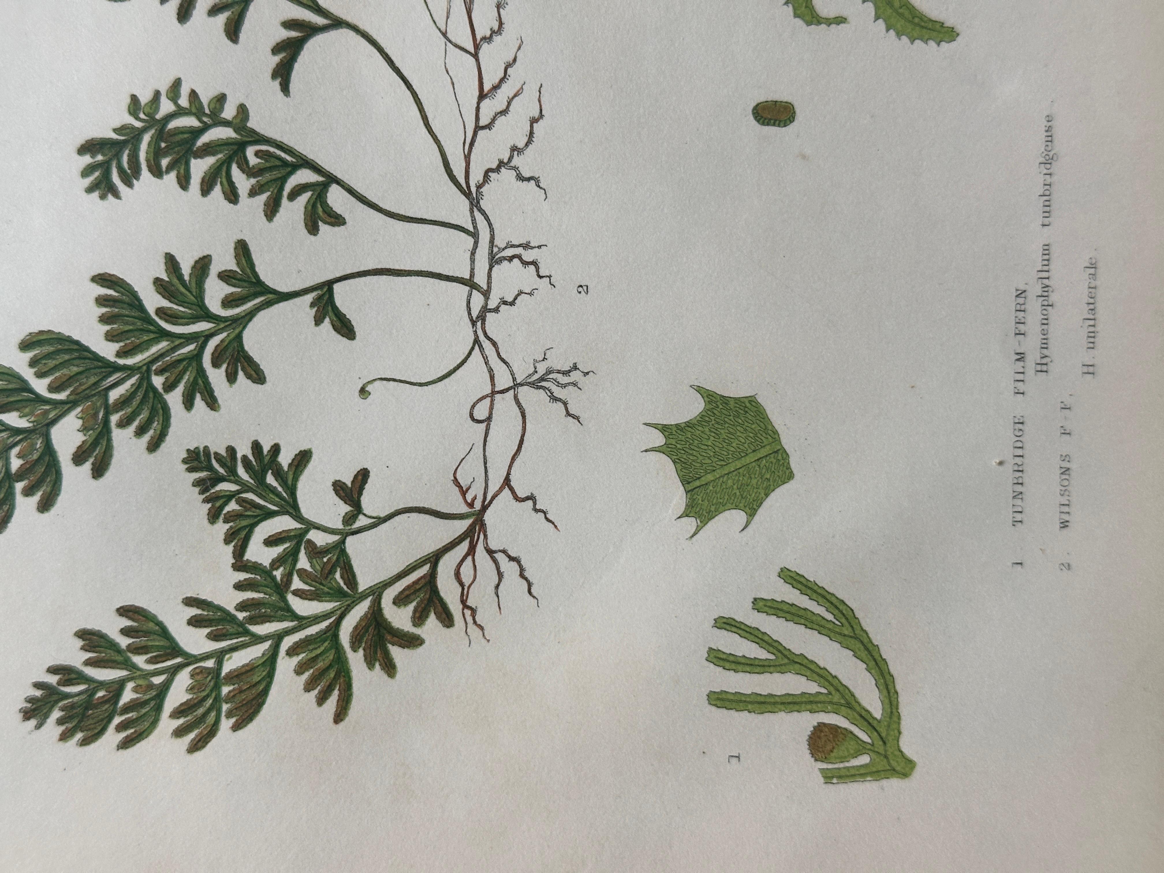 Set of  Three Antique Botanical Fern Prints by Anne Pratt, Hand-Colored, 1855 For Sale 7