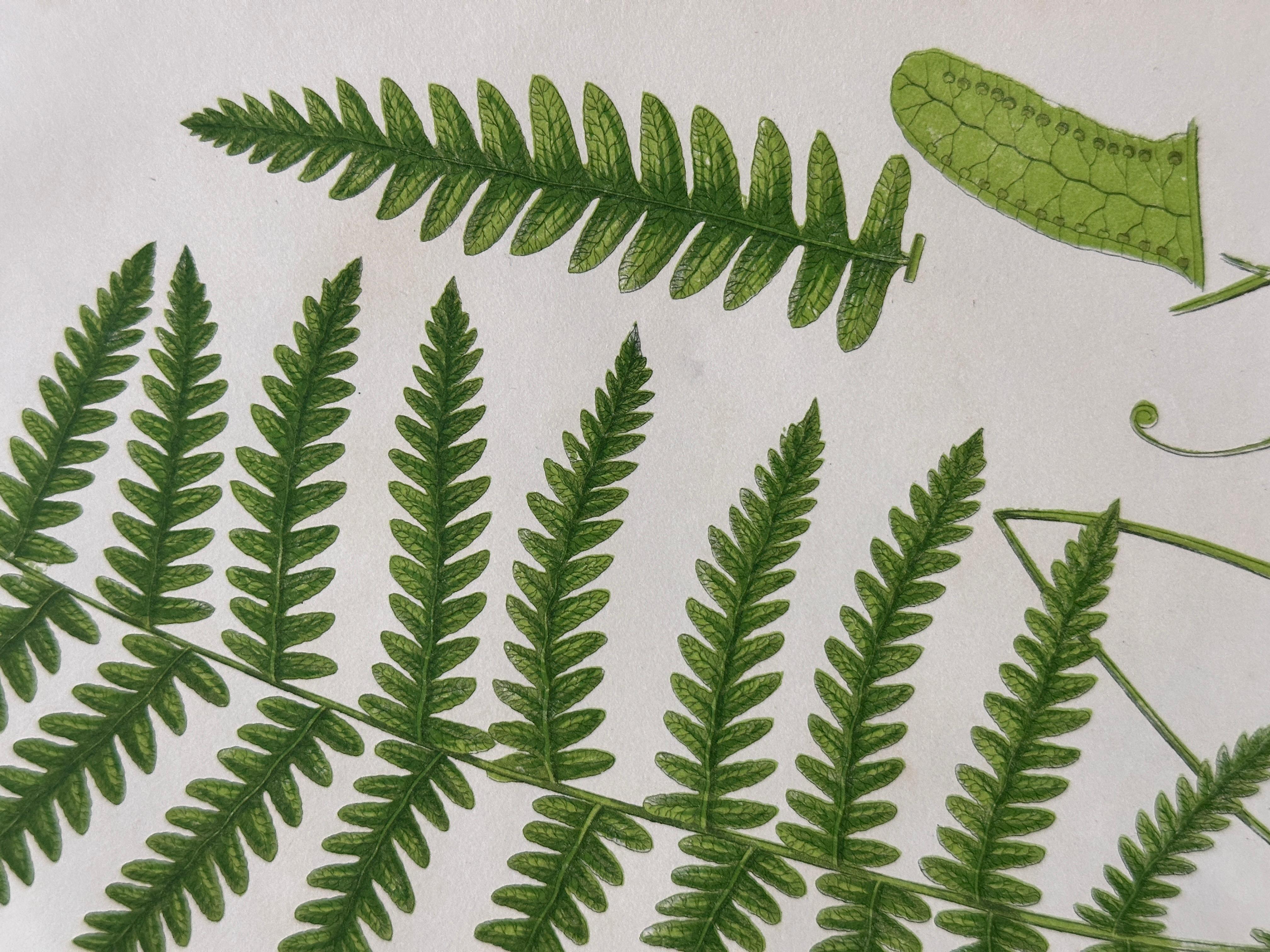 Set of  Three Antique Botanical Fern Prints by Anne Pratt, Hand-Colored, 1855 For Sale 8