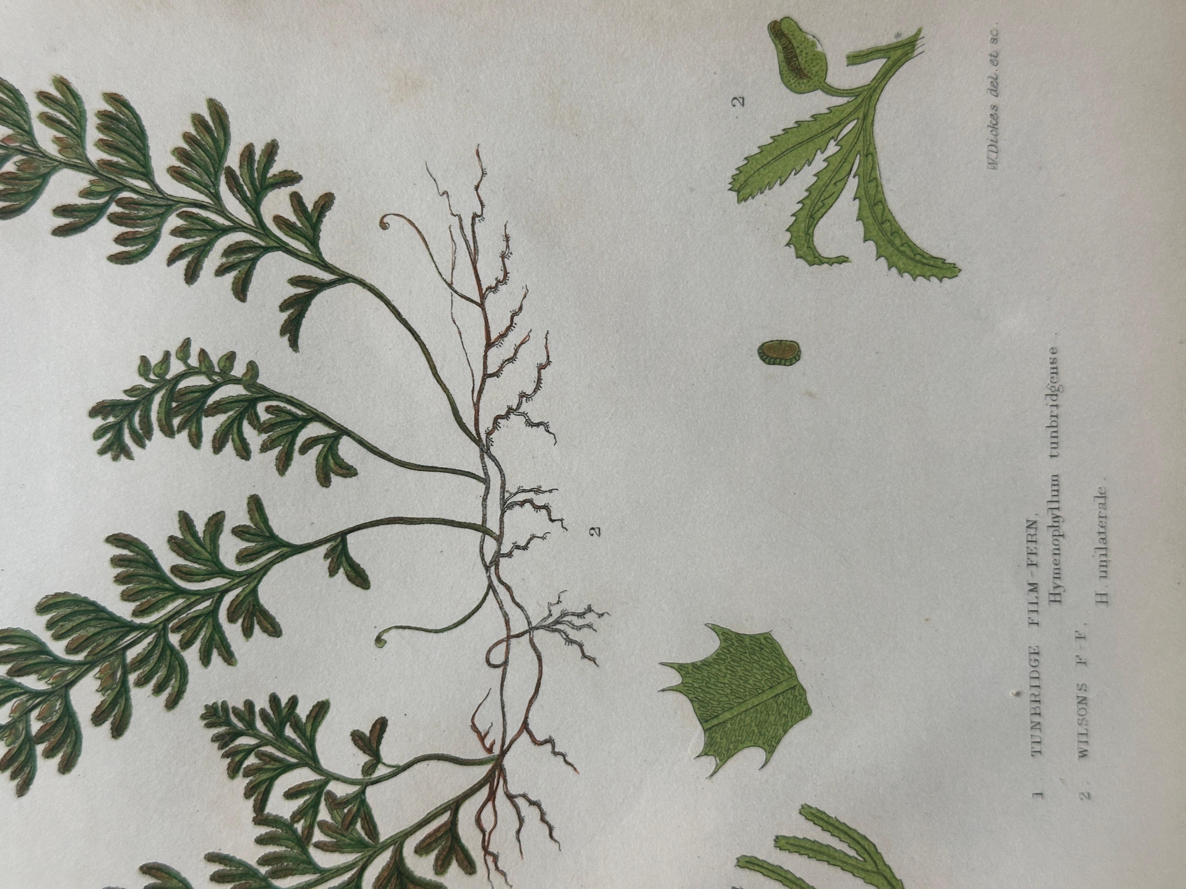 Set of  Three Antique Botanical Fern Prints by Anne Pratt, Hand-Colored, 1855 For Sale 8