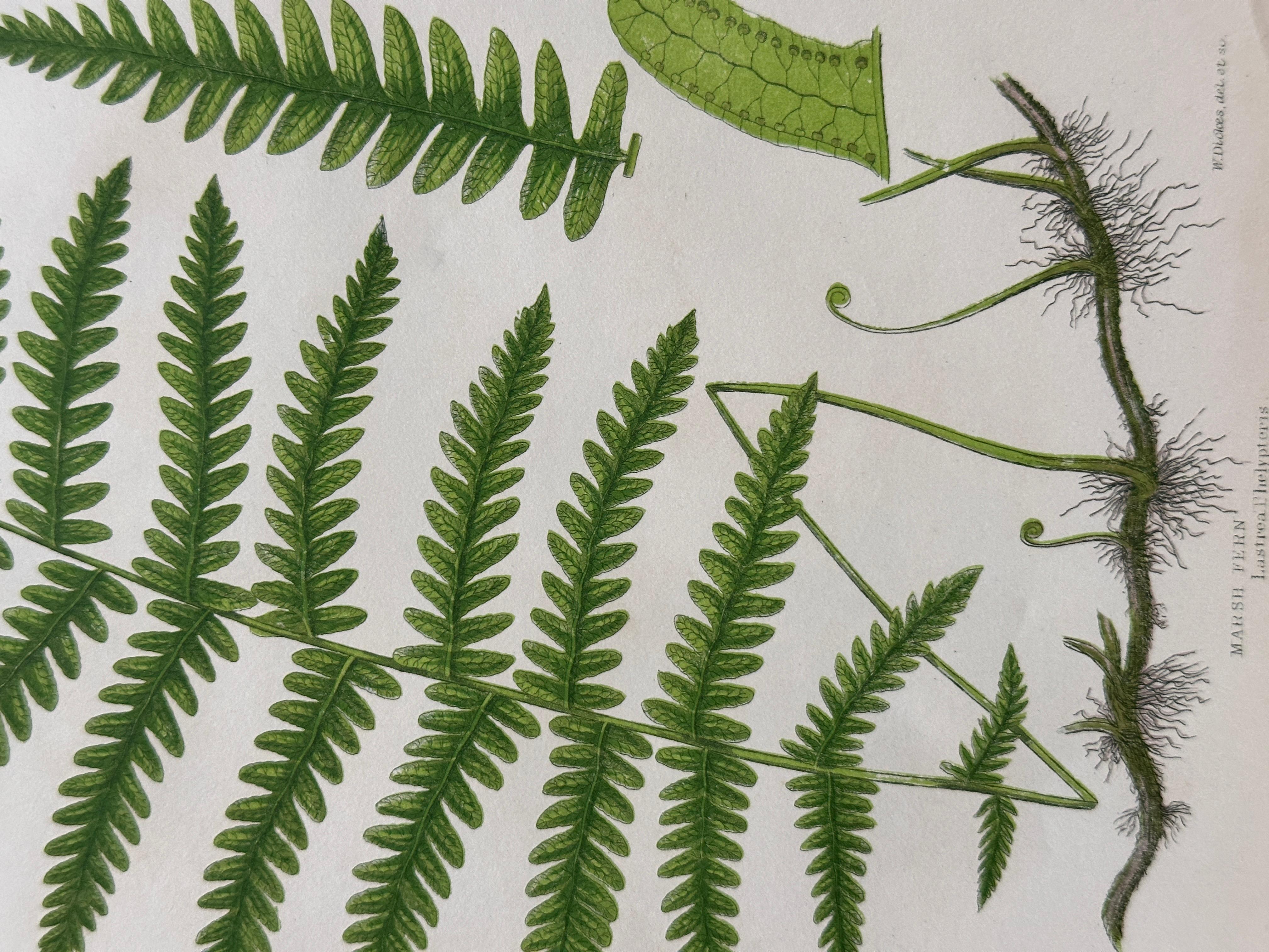 Set of  Three Antique Botanical Fern Prints by Anne Pratt, Hand-Colored, 1855 For Sale 9