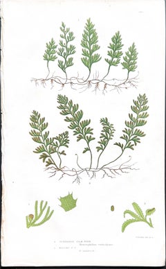 Set of  Three Antique Botanical Fern Prints by Anne Pratt, Hand-Colored, 1855