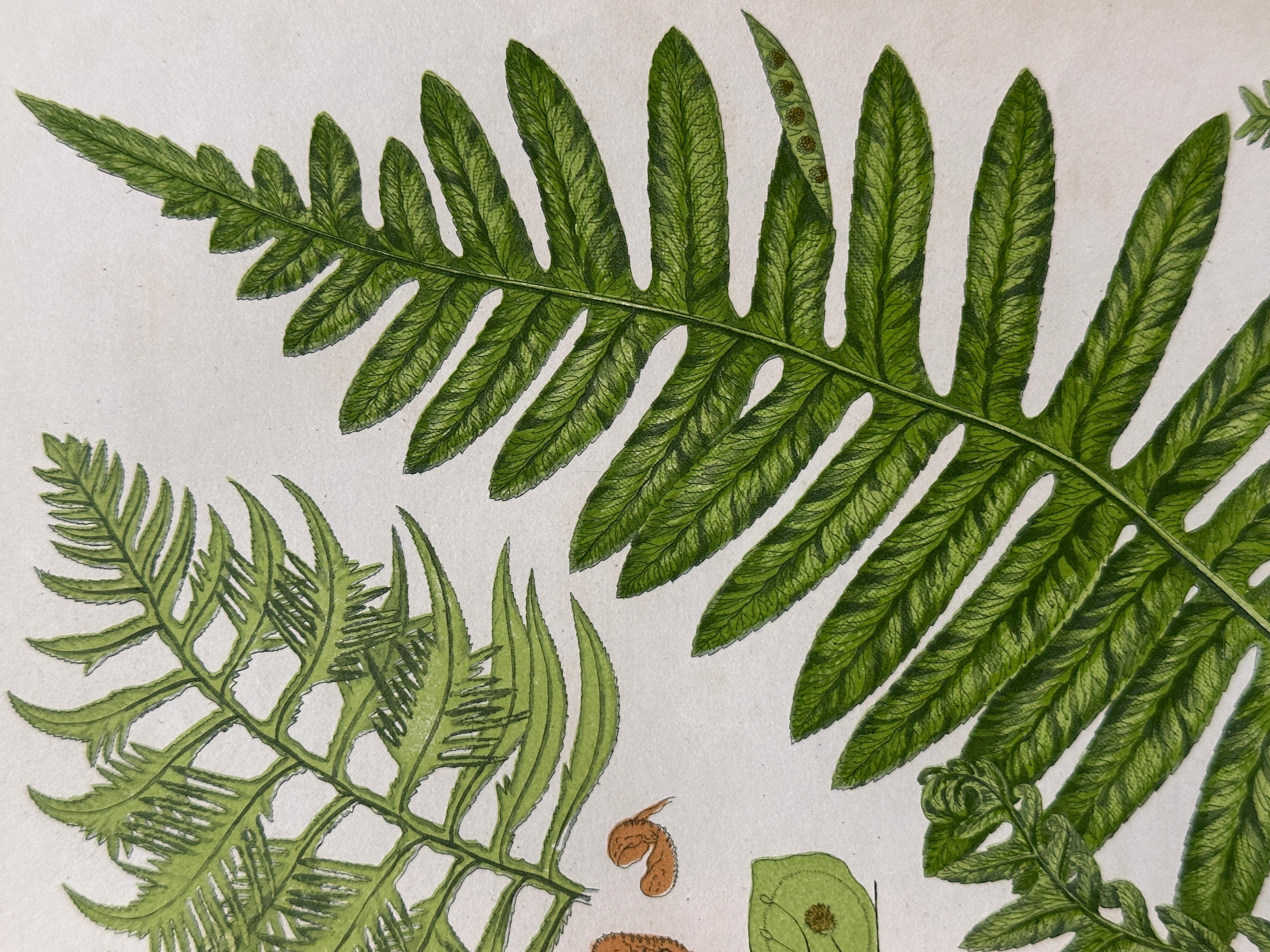 19th Century Set of  Three Antique Botanical Fern Prints by Anne Pratt, Hand-Colored, 1855 For Sale