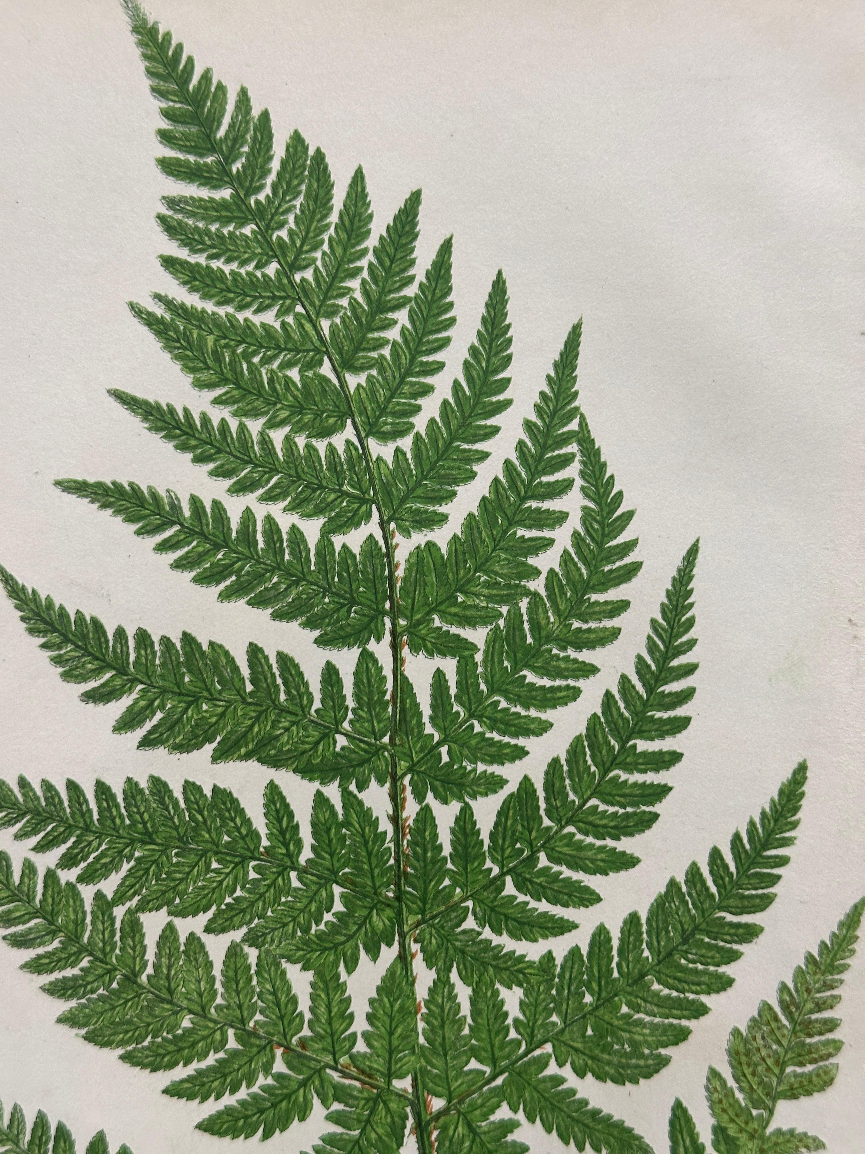 19th Century Set of  Three Antique Botanical Fern Prints by Anne Pratt, Hand-Colored, 1855 For Sale