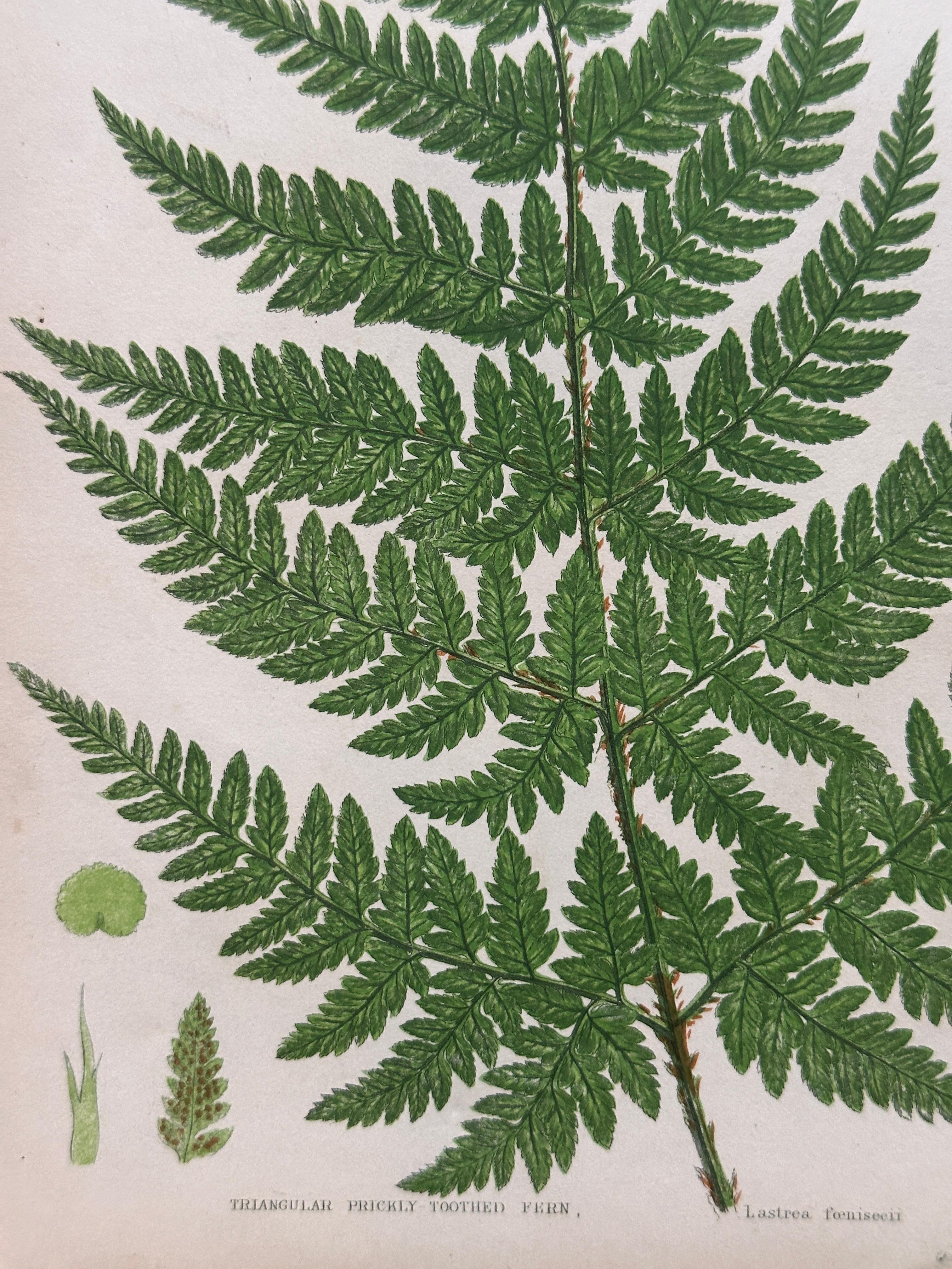Paper Set of  Three Antique Botanical Fern Prints by Anne Pratt, Hand-Colored, 1855 For Sale