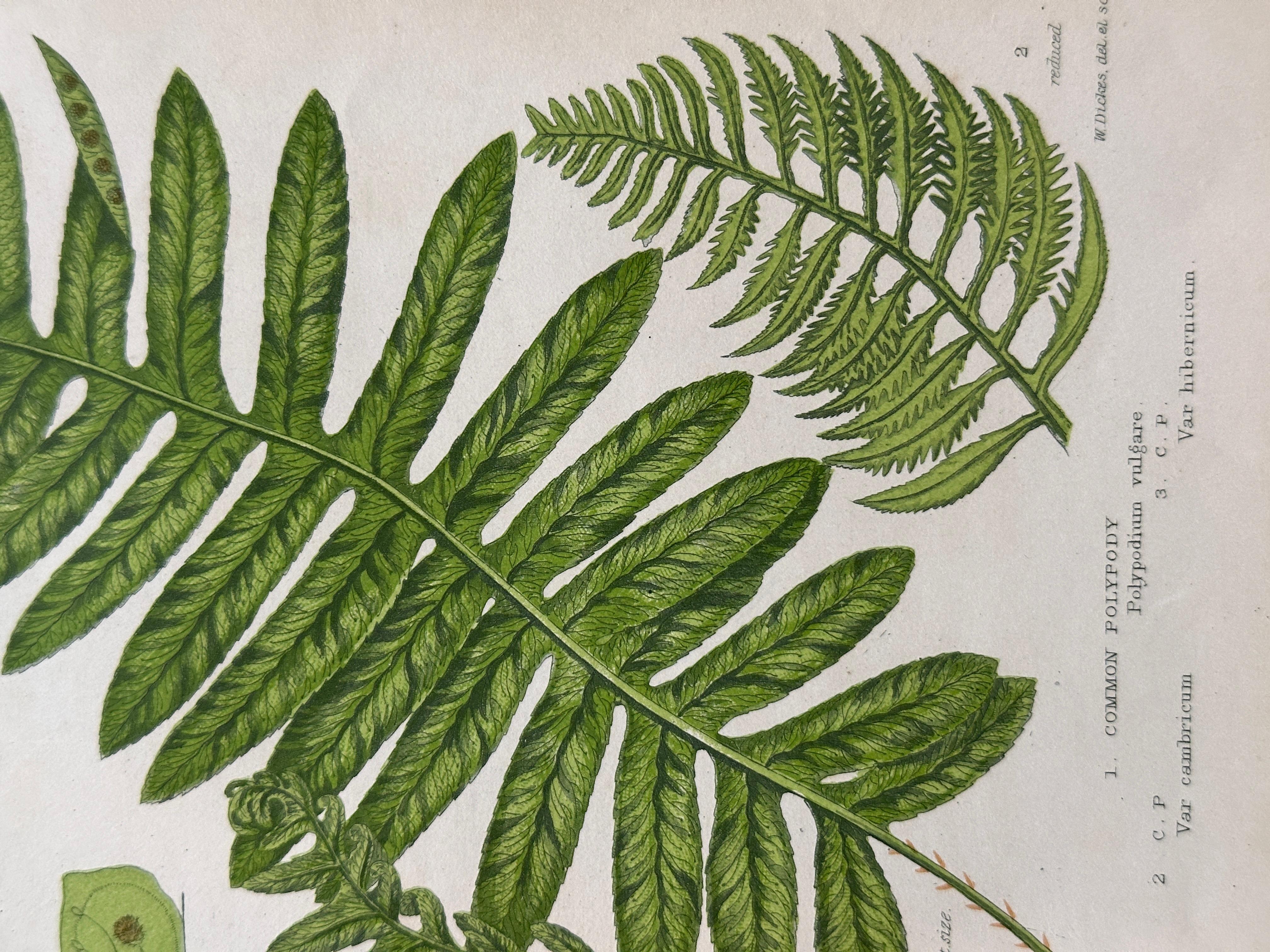 Set of  Three Antique Botanical Fern Prints by Anne Pratt, Hand-Colored, 1855 For Sale 1