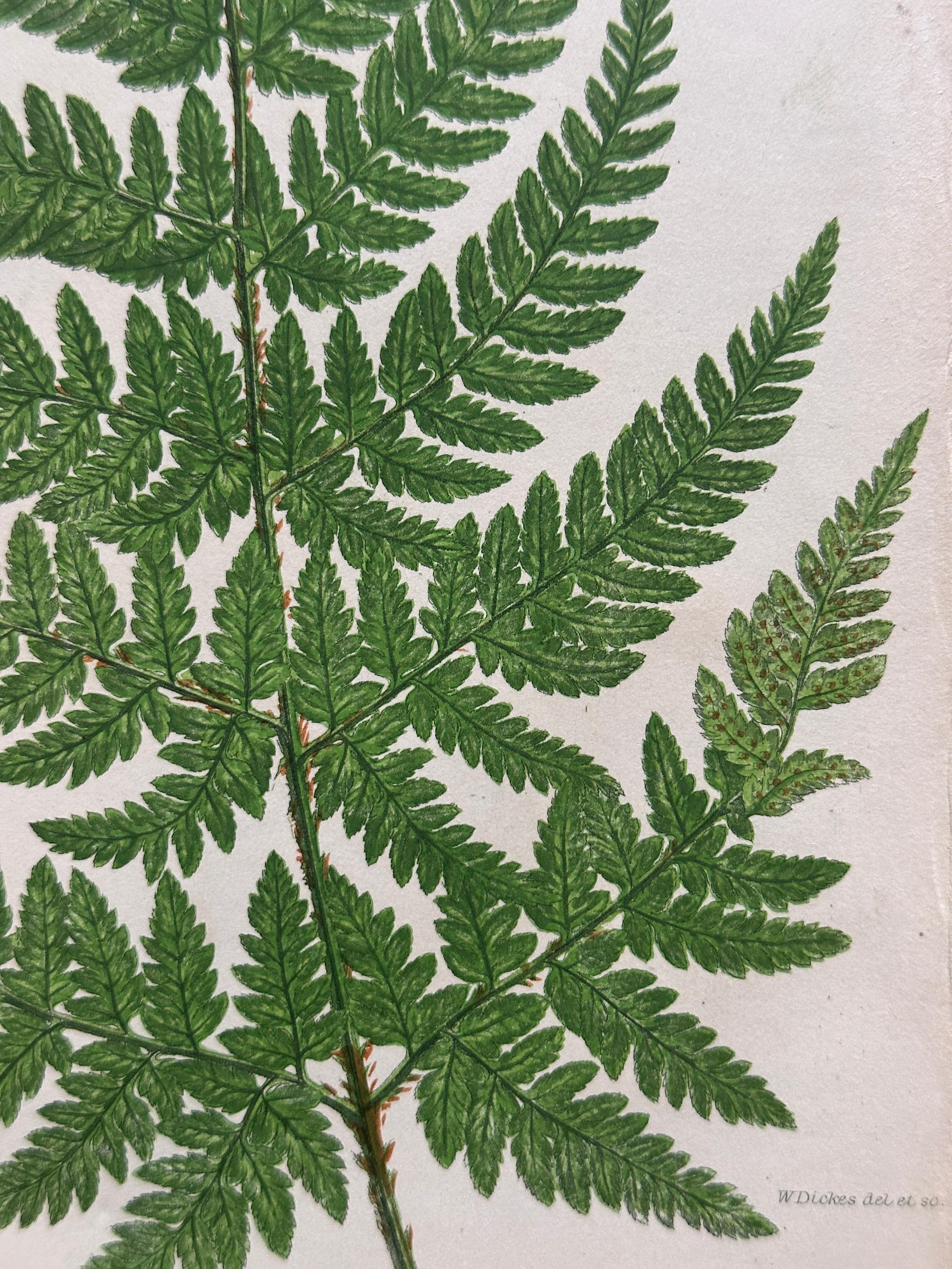 Set of  Three Antique Botanical Fern Prints by Anne Pratt, Hand-Colored, 1855 For Sale 1