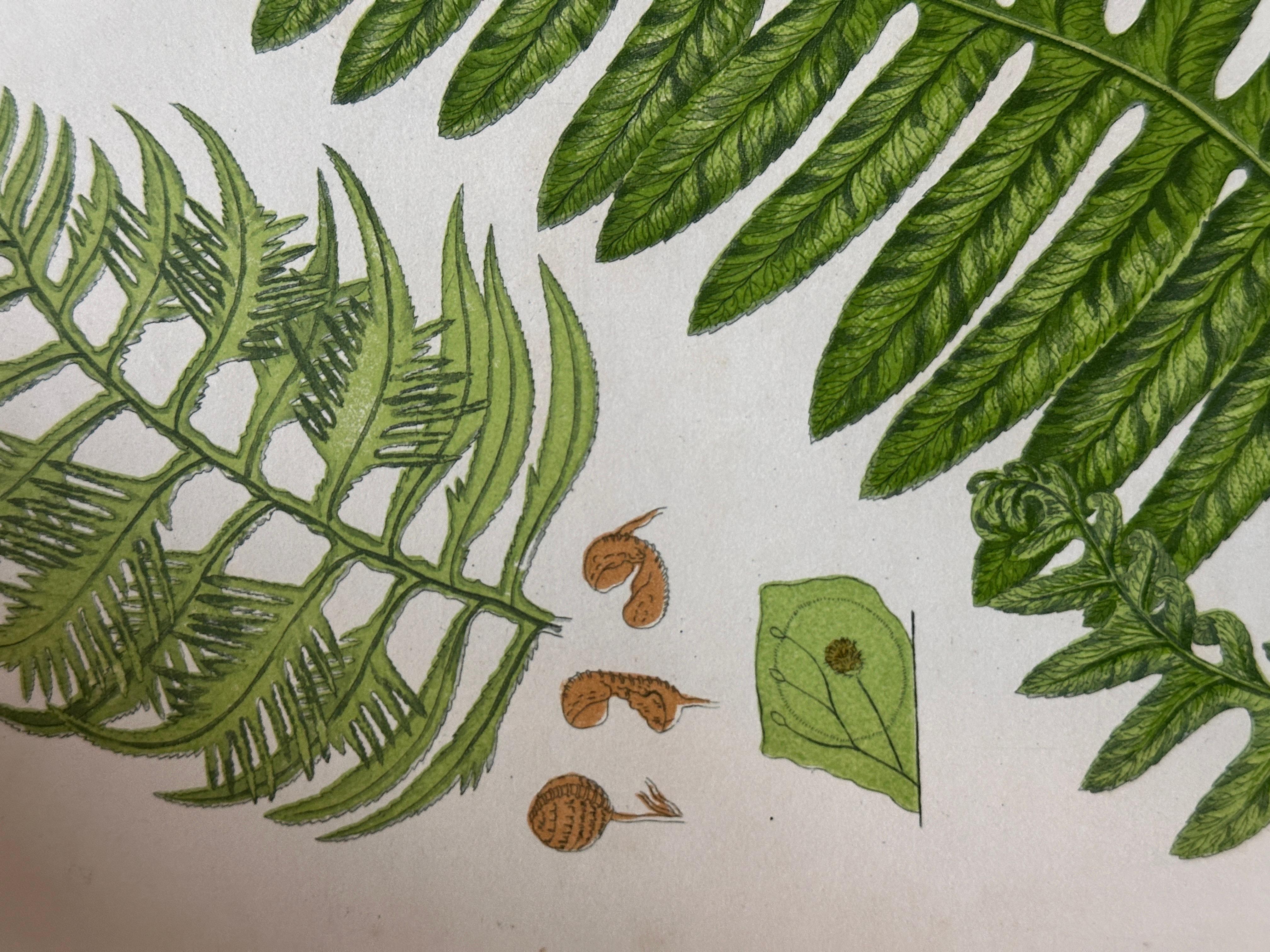 Set of  Three Antique Botanical Fern Prints by Anne Pratt, Hand-Colored, 1855 For Sale 2