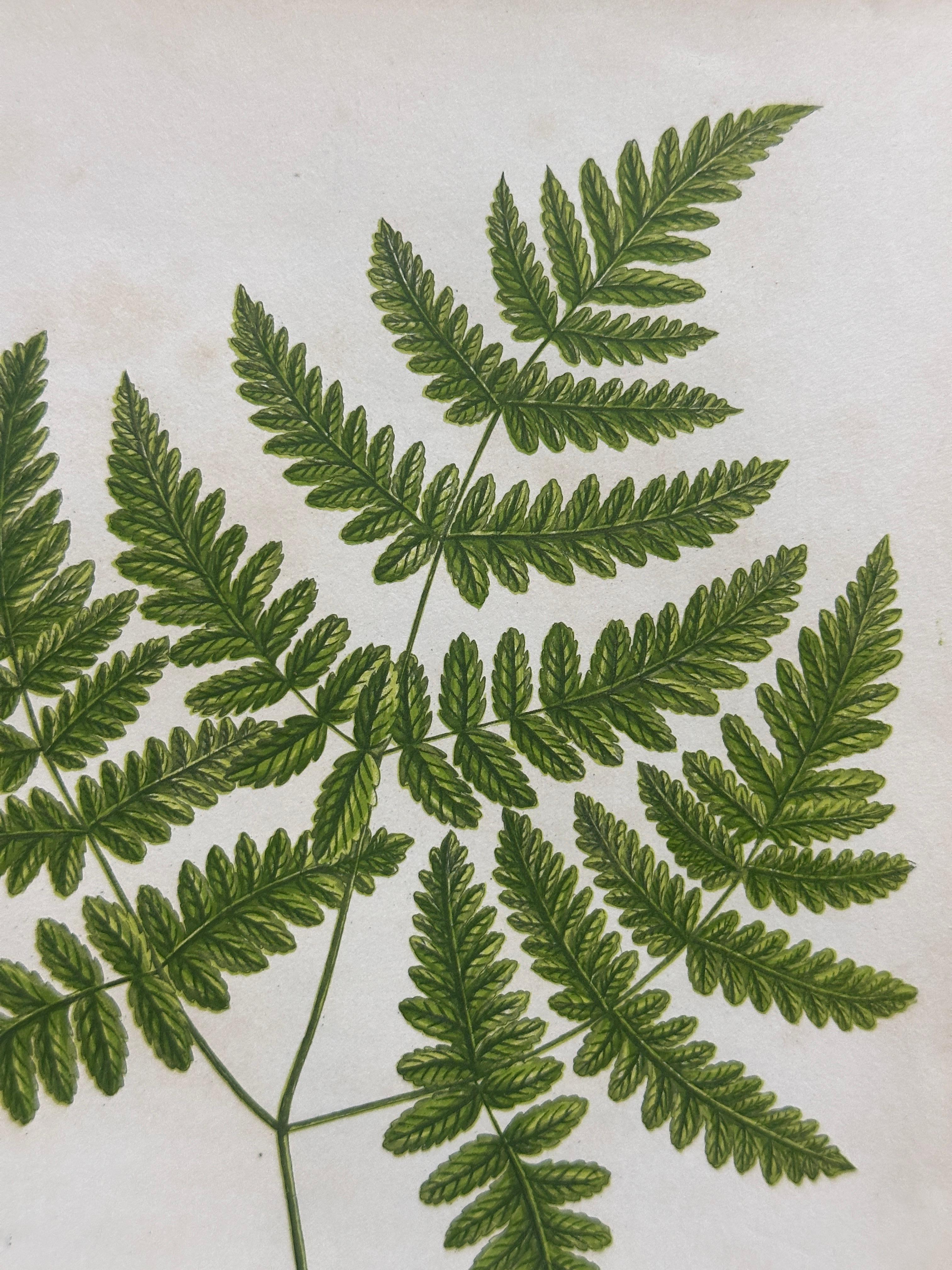 Set of  Three Antique Botanical Fern Prints by Anne Pratt, Hand-Colored, 1855 For Sale 2