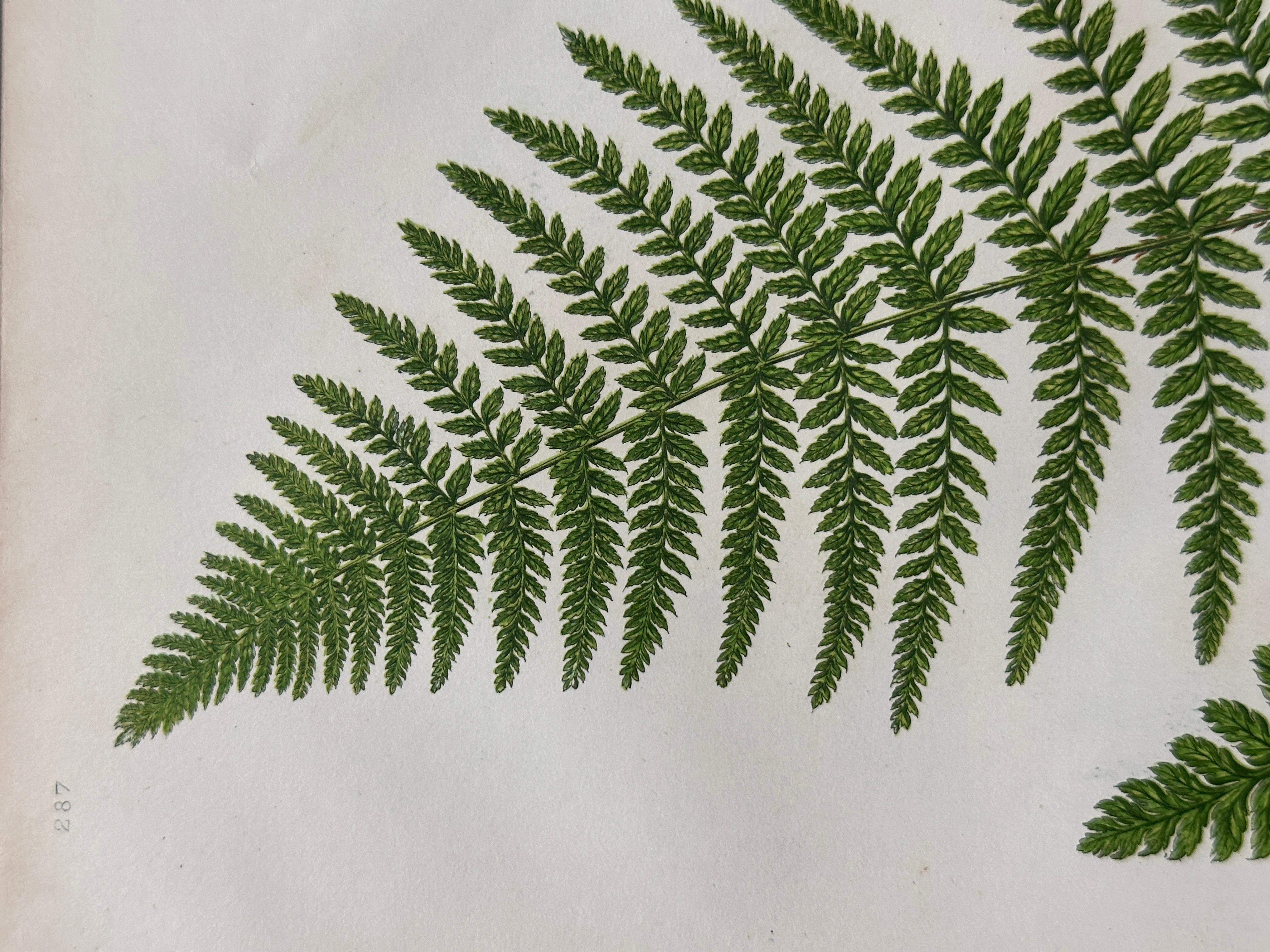 Set of  Three Antique Botanical Fern Prints by Anne Pratt, Hand-Colored, 1855 For Sale 3