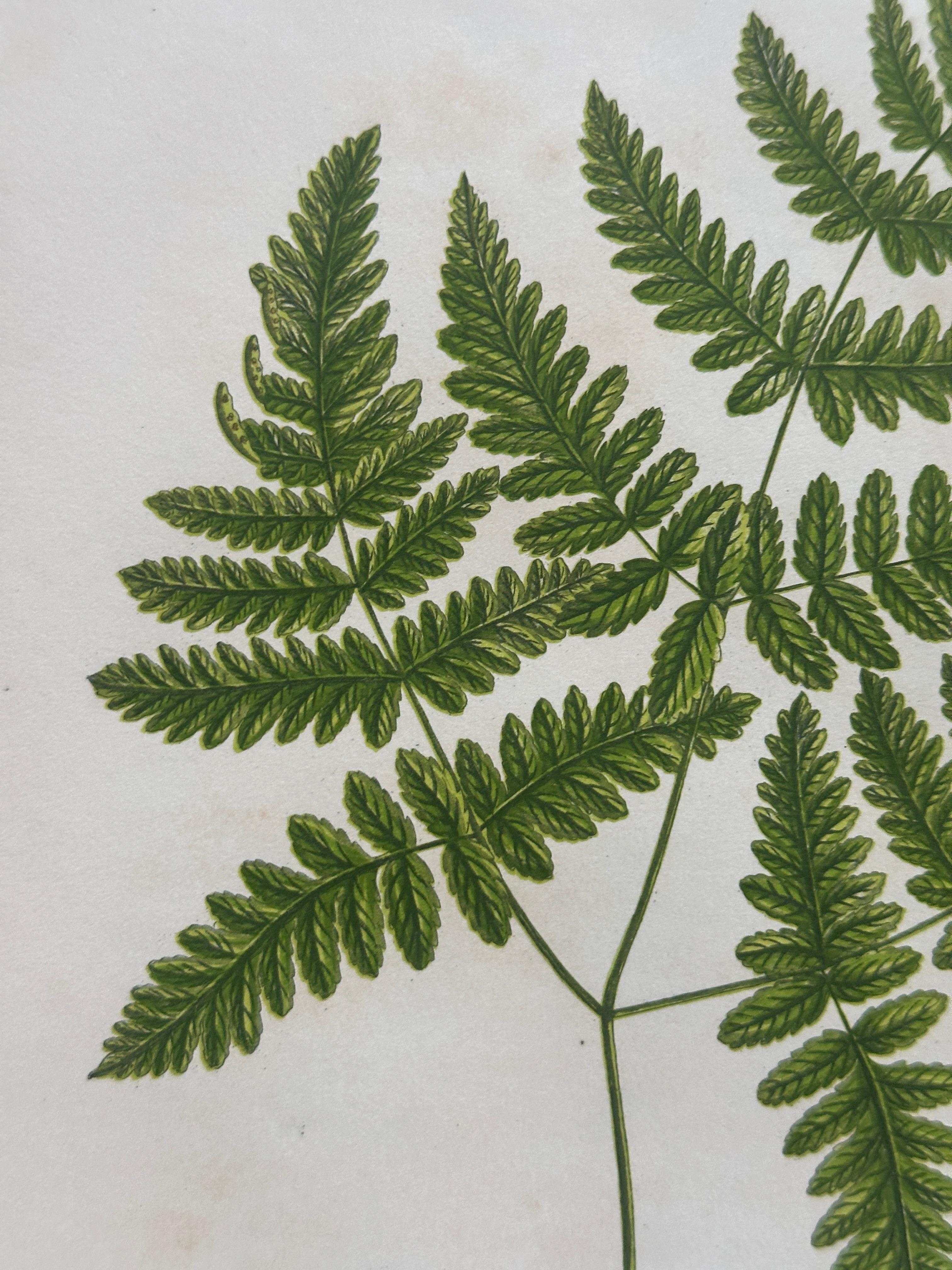 Set of  Three Antique Botanical Fern Prints by Anne Pratt, Hand-Colored, 1855 For Sale 3