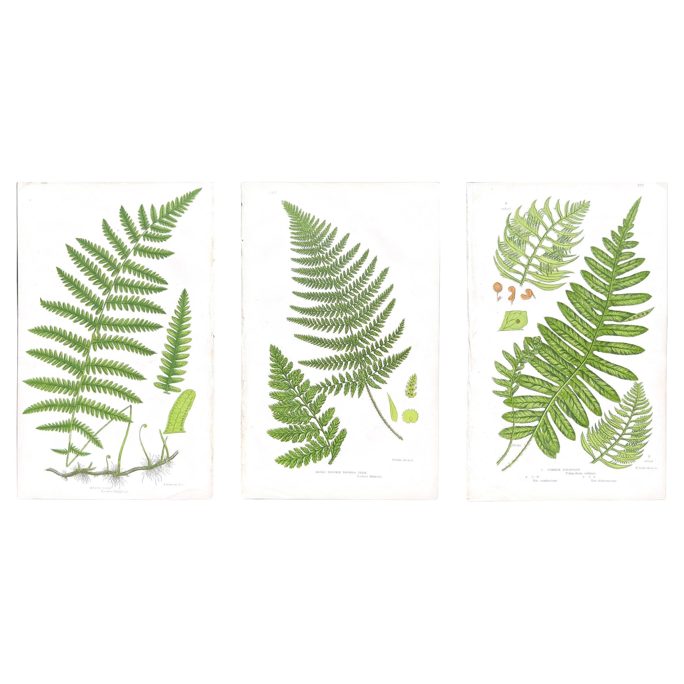Set of  Three Antique Botanical Fern Prints by Anne Pratt, Hand-Colored, 1855