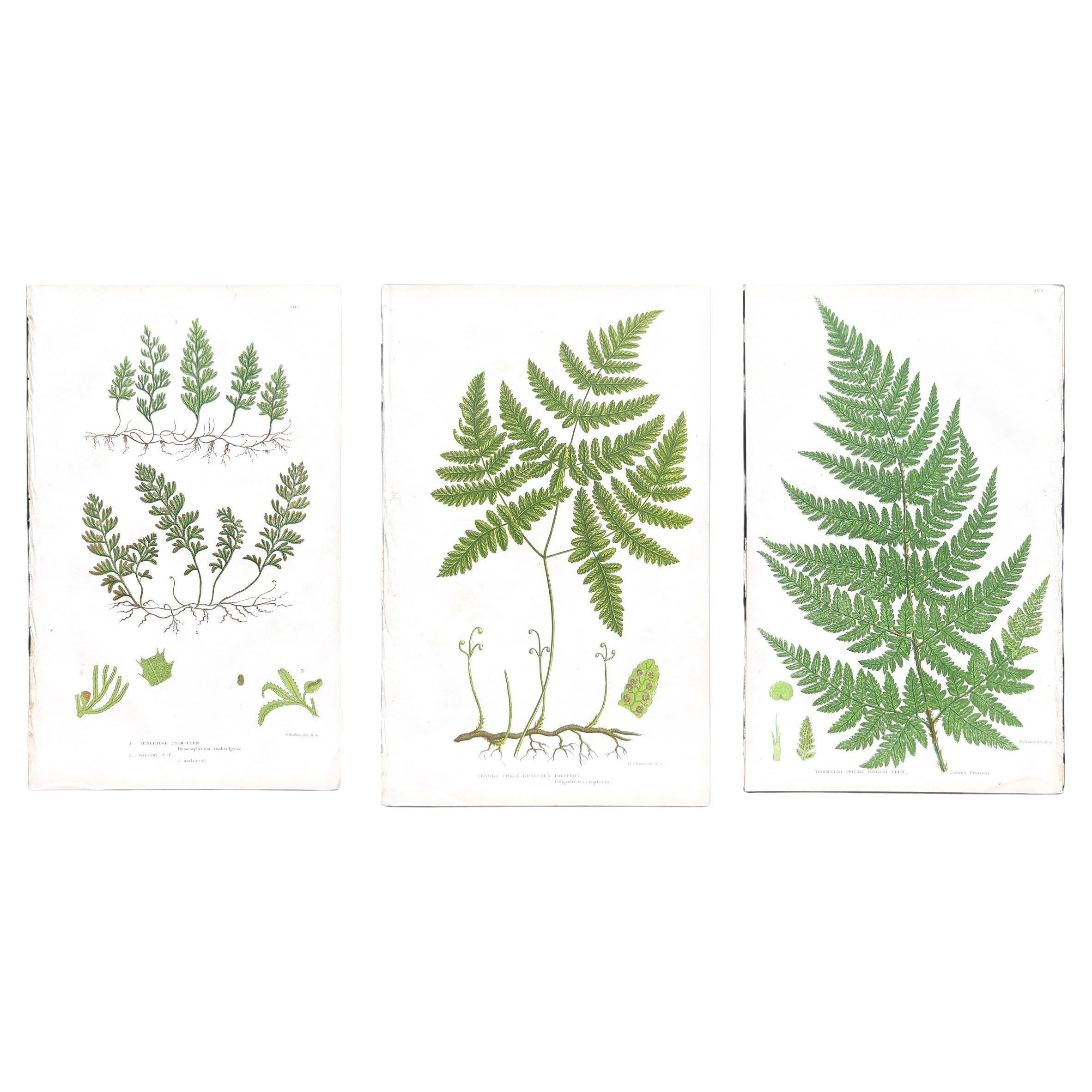 Set of  Three Antique Botanical Fern Prints by Anne Pratt, Hand-Colored, 1855
