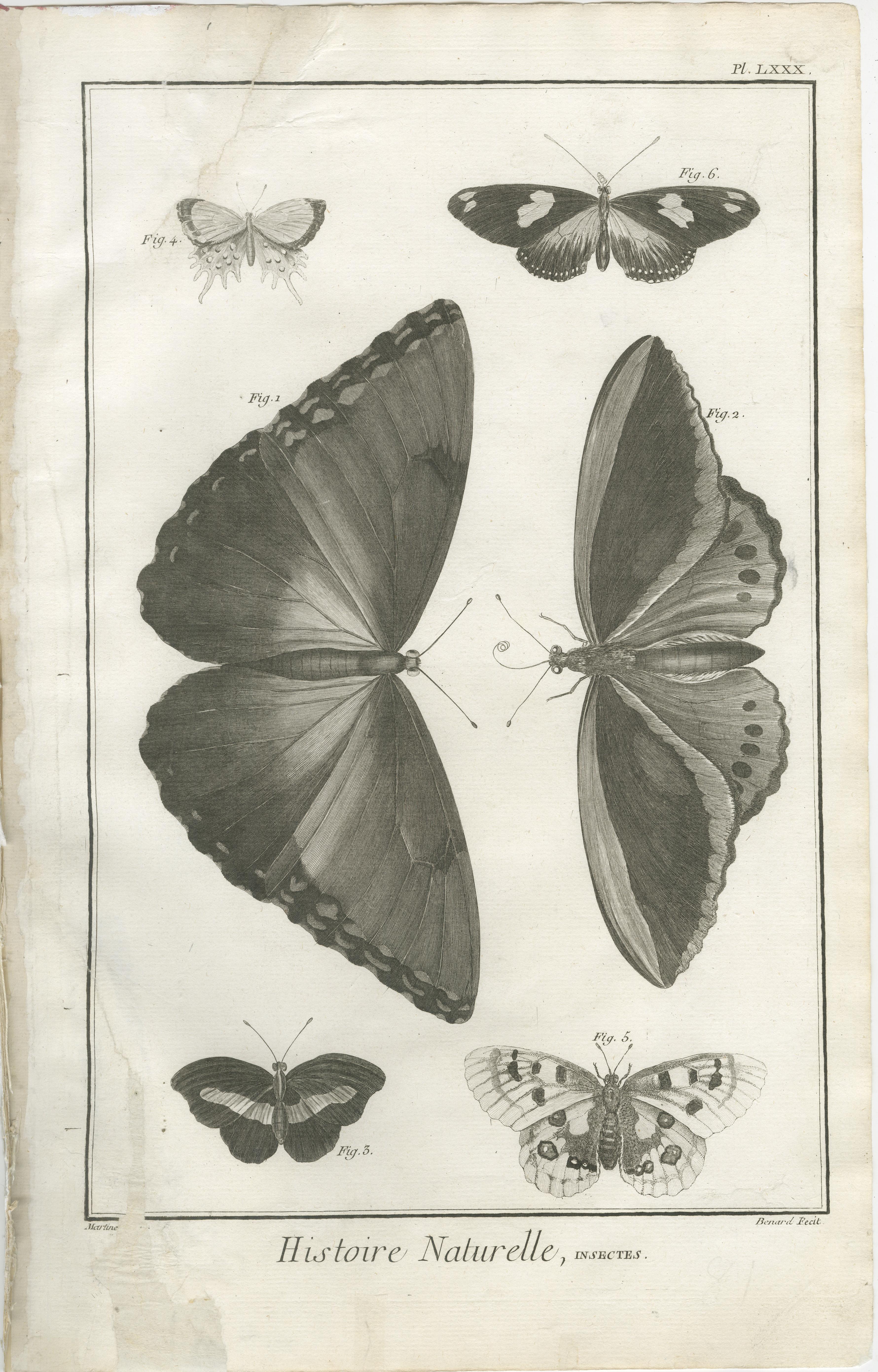 Ensemble de trois gravures anciennes de papillons et de mites tirées de l'Encyclopédie de Diderot, vers 1770

Un beau trio de gravures sur cuivre extraites de la célèbre *Encyclopédie ou Dictionnaire raisonné des sciences, des arts et des métiers*