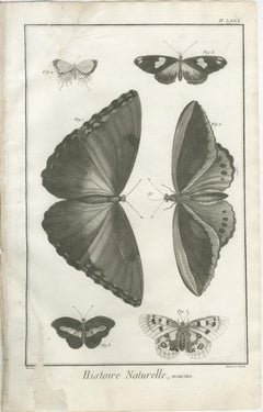 Set of Three Antique Engravings – Butterflies and Moths, 18th Century c.1770