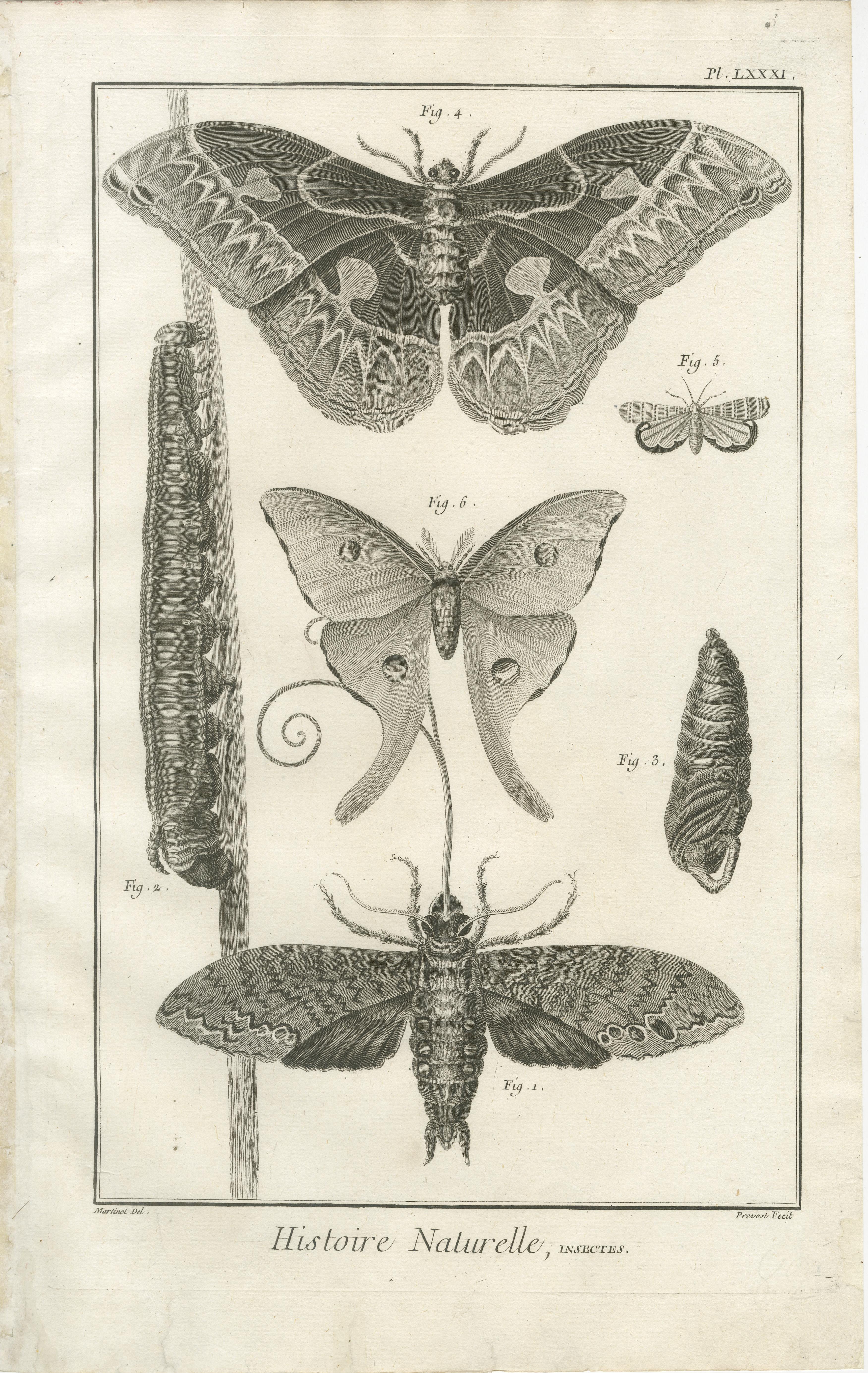 Français Ensemble de trois gravures anciennes - papillons et mites, 18e siècle c.1770 en vente