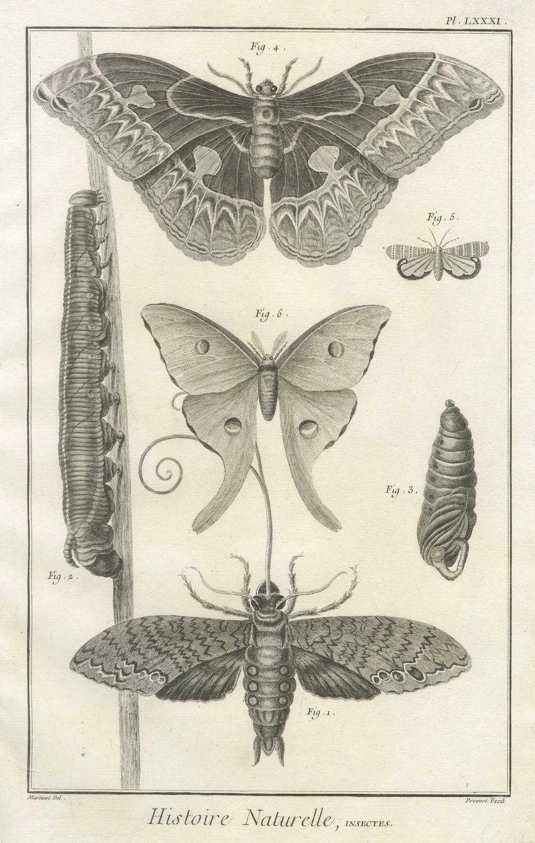 Fin du XVIIIe siècle Ensemble de trois gravures anciennes - papillons et mites, 18e siècle c.1770 en vente