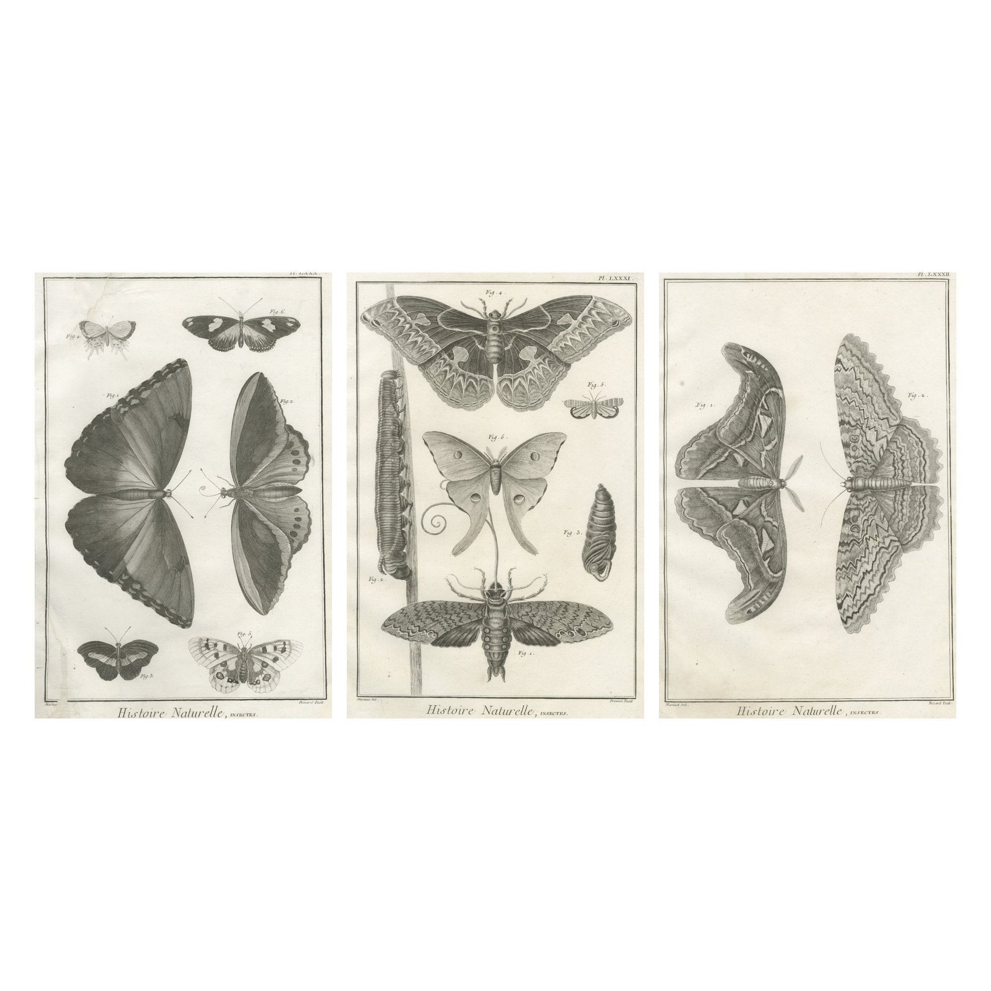 Ensemble de trois gravures anciennes - papillons et mites, 18e siècle c.1770 en vente