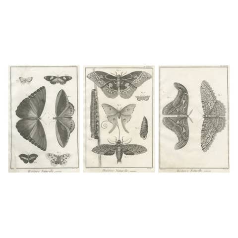 Set of Three Antique Engravings – Butterflies and Moths, 18th Century c.1770