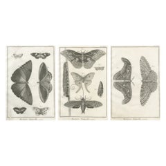 Set di tre incisioni antiche - Farfalle e falene, 18° secolo c.1770