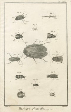 Set of Three Antique Engravings of Insects from Diderot’s Encyclopédie, ca. 1770