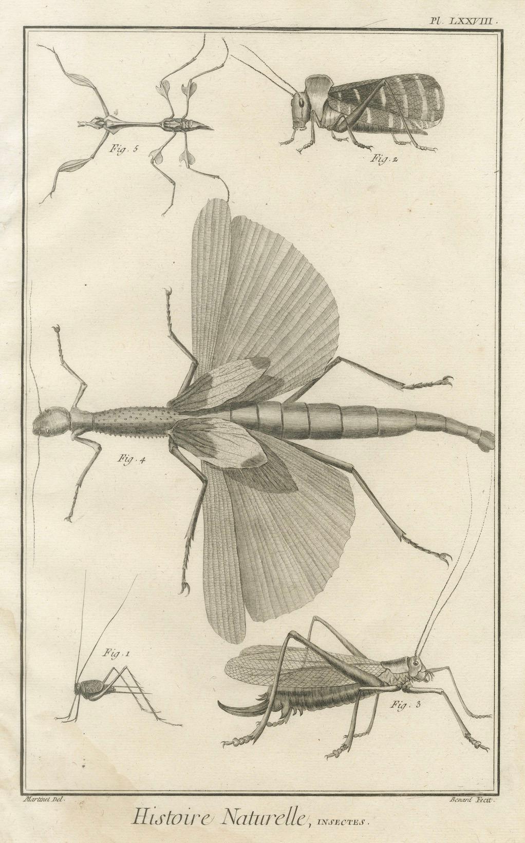 French Set of Three Antique Engravings of Insects from Diderot’s Encyclopédie, ca. 1770 For Sale