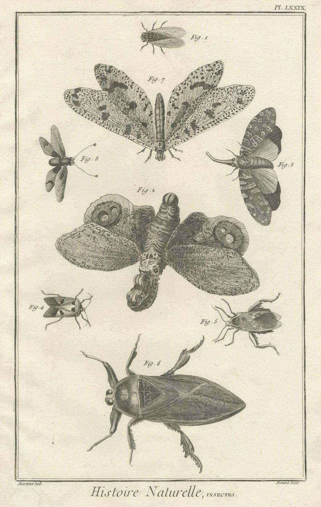 Engraved Set of Three Antique Engravings of Insects from Diderot’s Encyclopédie, ca. 1770 For Sale