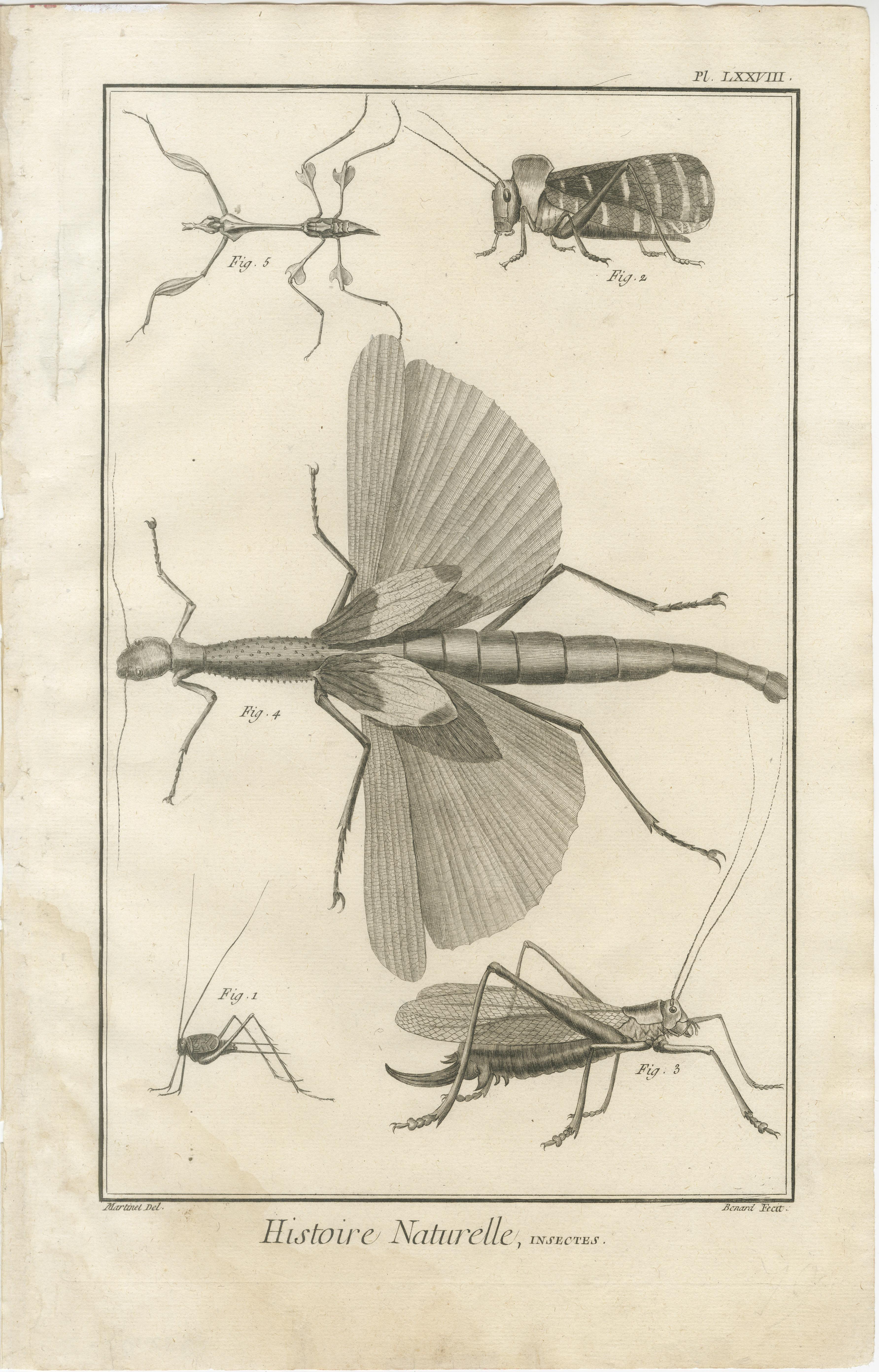 Late 18th Century Set of Three Antique Engravings of Insects from Diderot’s Encyclopédie, ca. 1770 For Sale