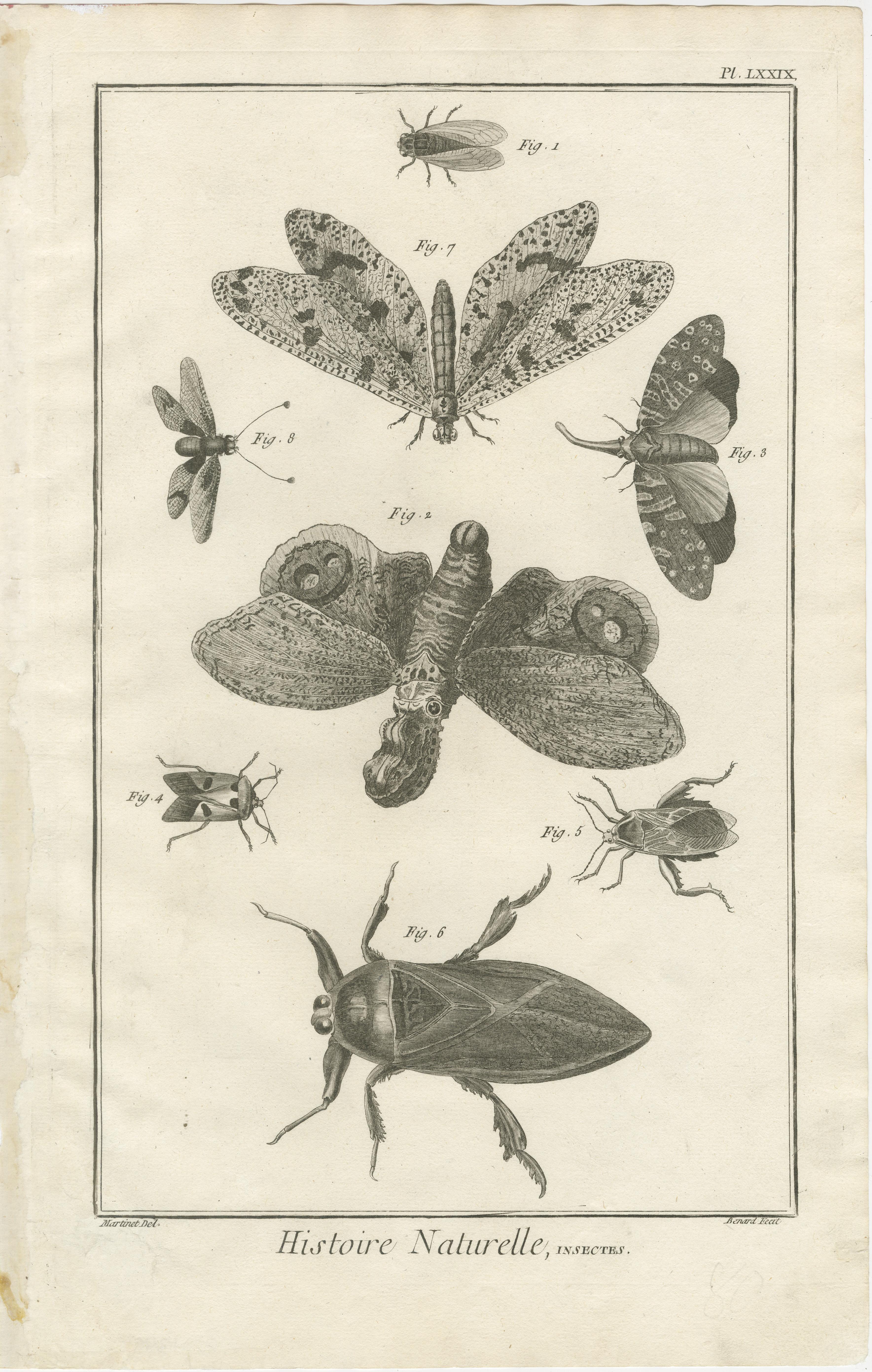 Paper Set of Three Antique Engravings of Insects from Diderot’s Encyclopédie, ca. 1770 For Sale
