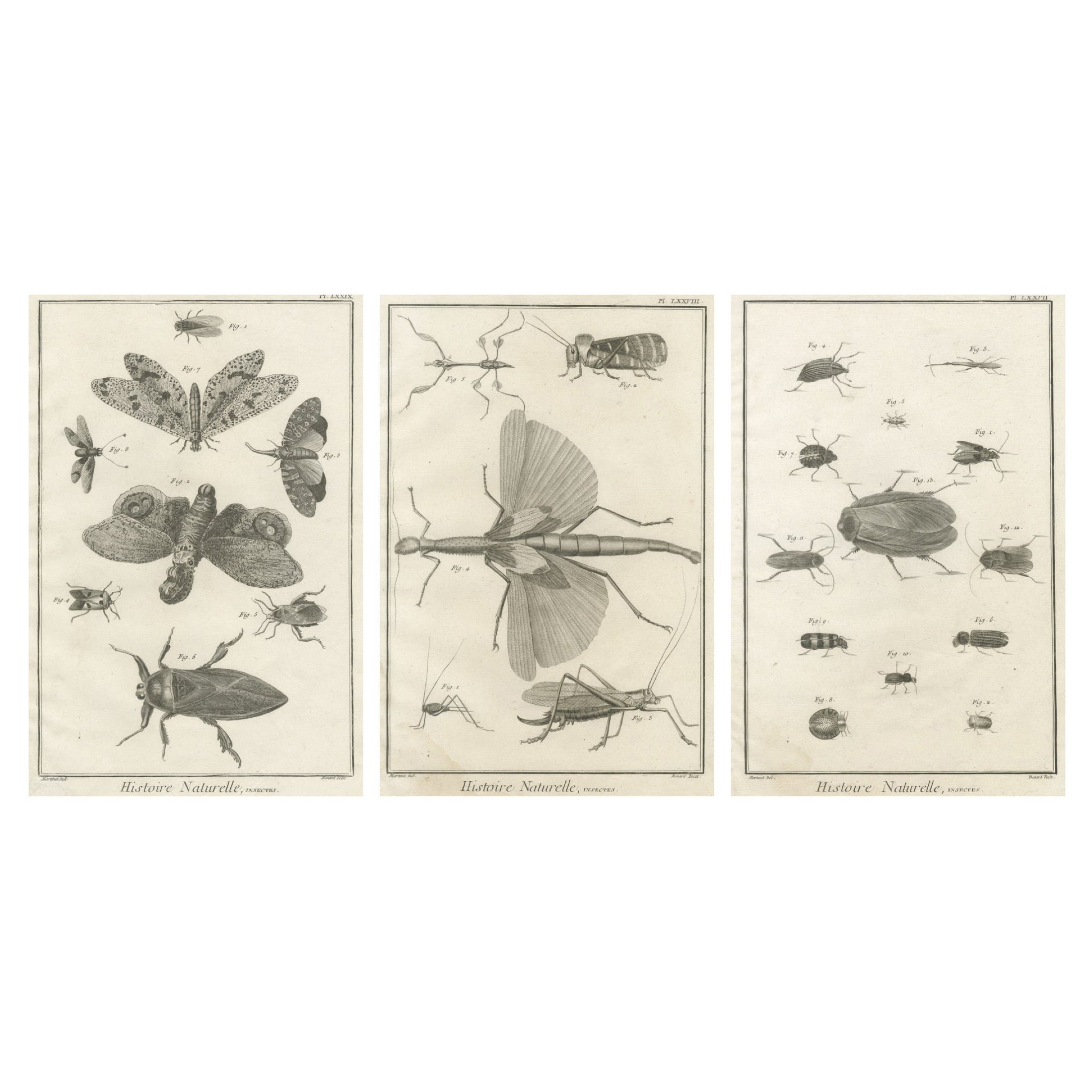 Set of Three Antique Engravings of Insects from Diderot’s Encyclopédie, ca. 1770