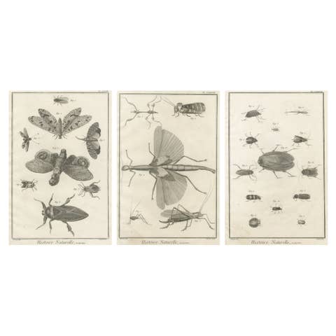 Set of Three Antique Engravings of Insects from Diderot’s Encyclopédie, ca. 1770