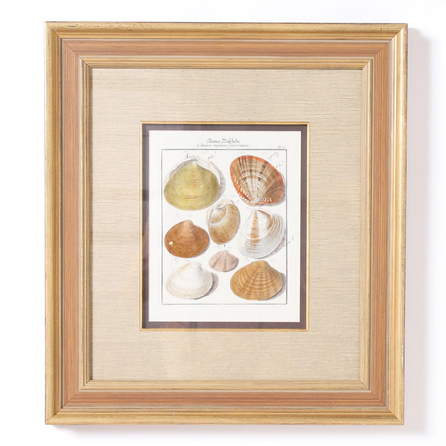 Historic set of three 18th century engravings hand painted in watercolor depicting seashell specimens in an early naturalist style. Presented under glass in wood frames.