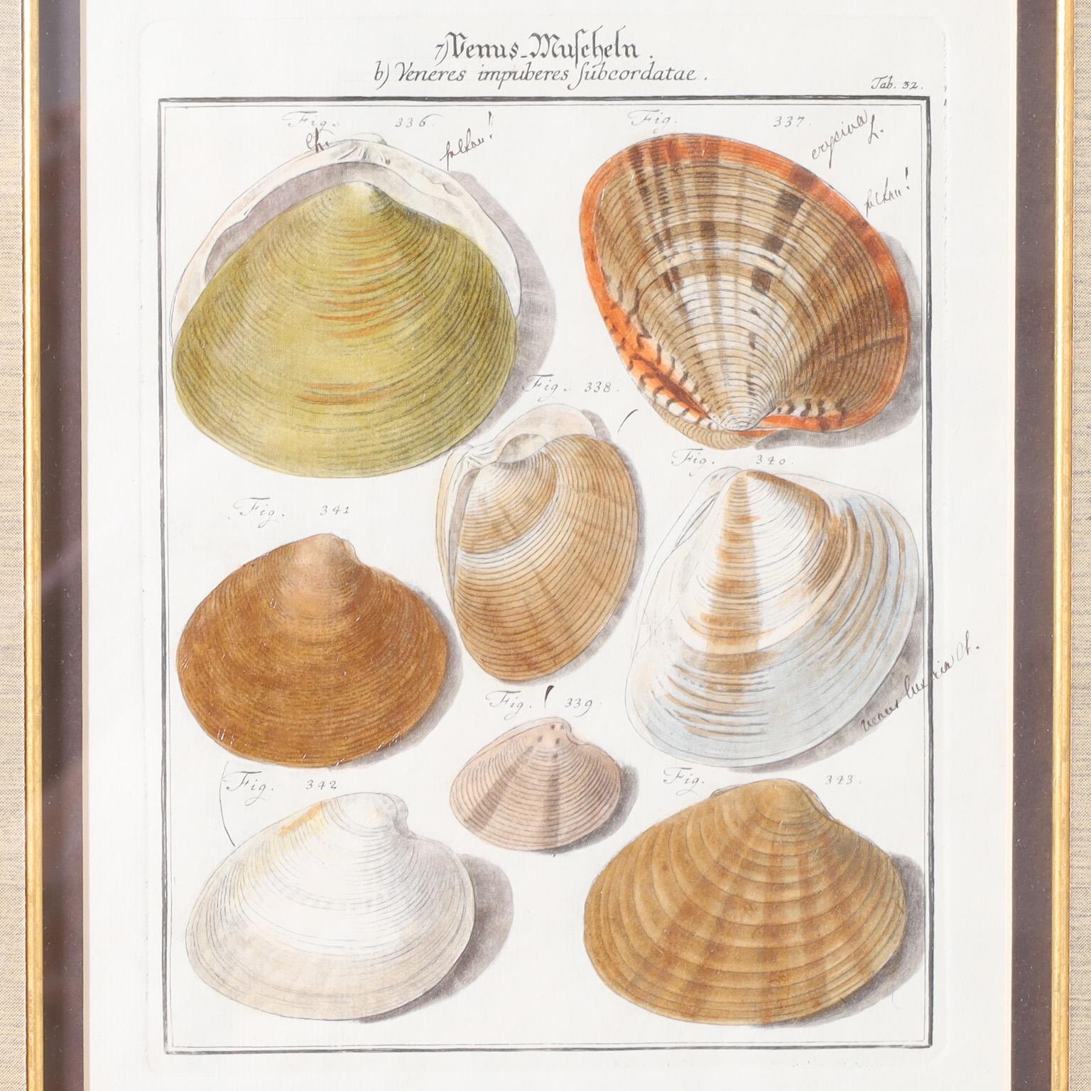 British Colonial Set of Three Antique Hand Colored Seashell Engravings For Sale