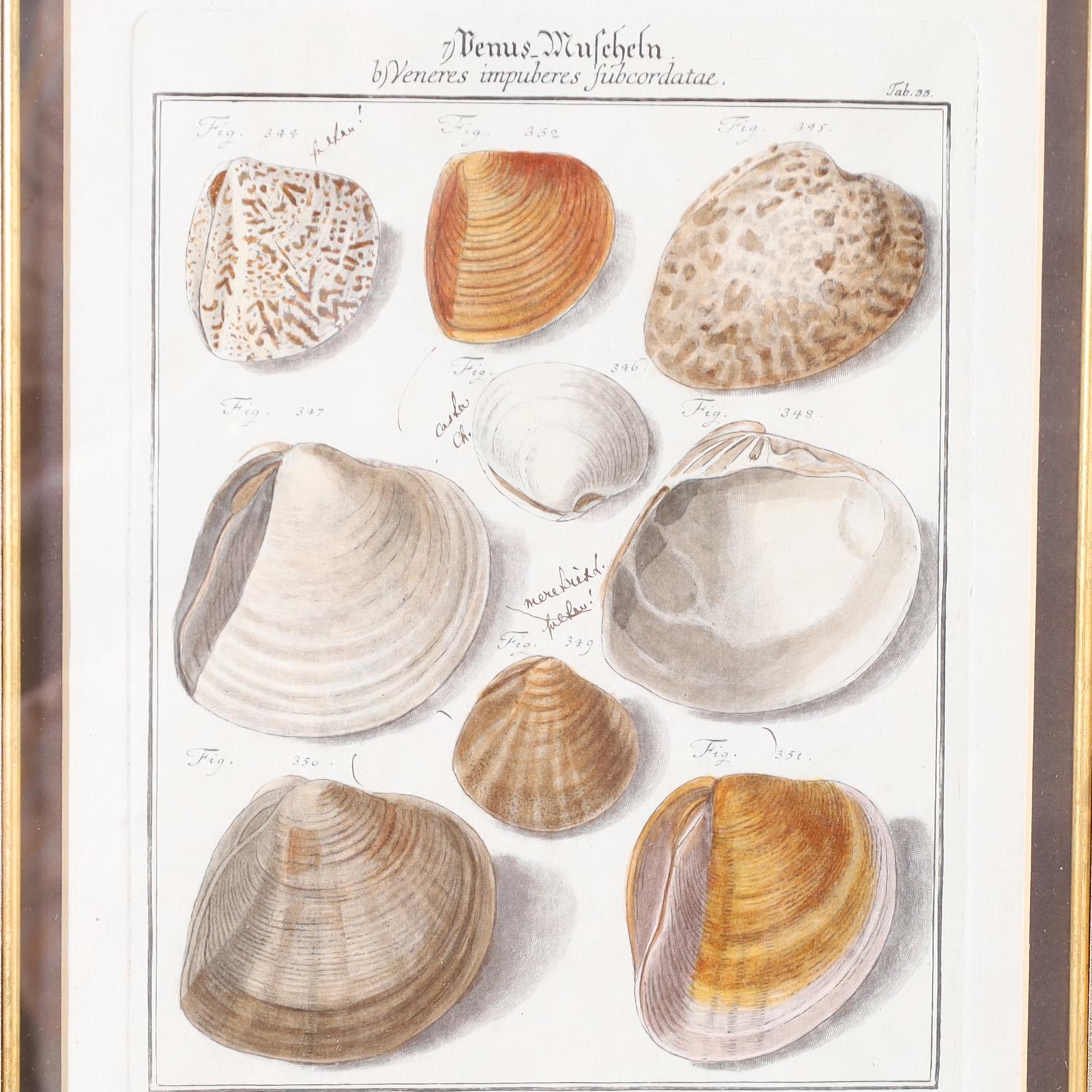 Hand-Painted Set of Three Antique Hand Colored Seashell Engravings For Sale