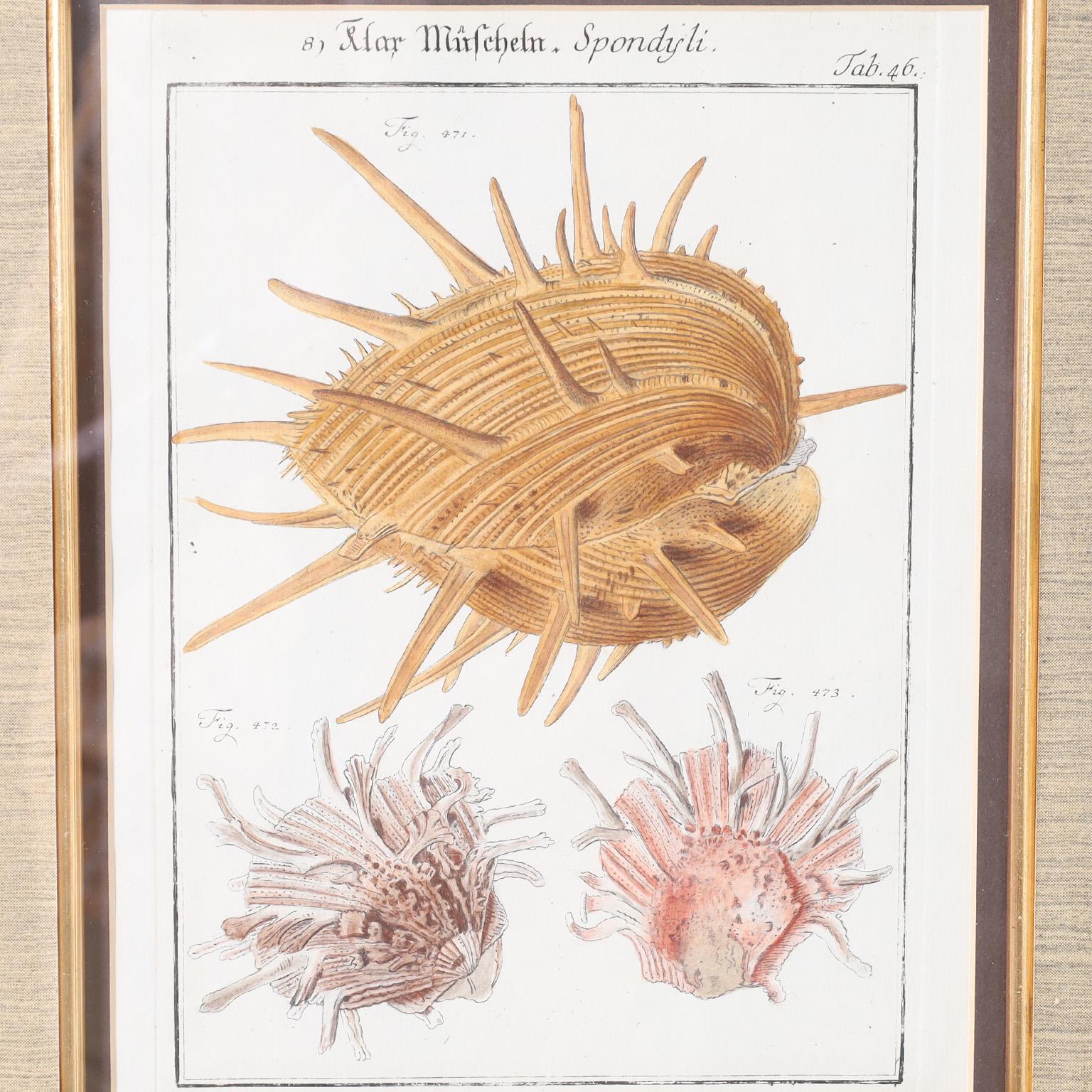 18th Century Set of Three Antique Hand Colored Seashell Engravings For Sale